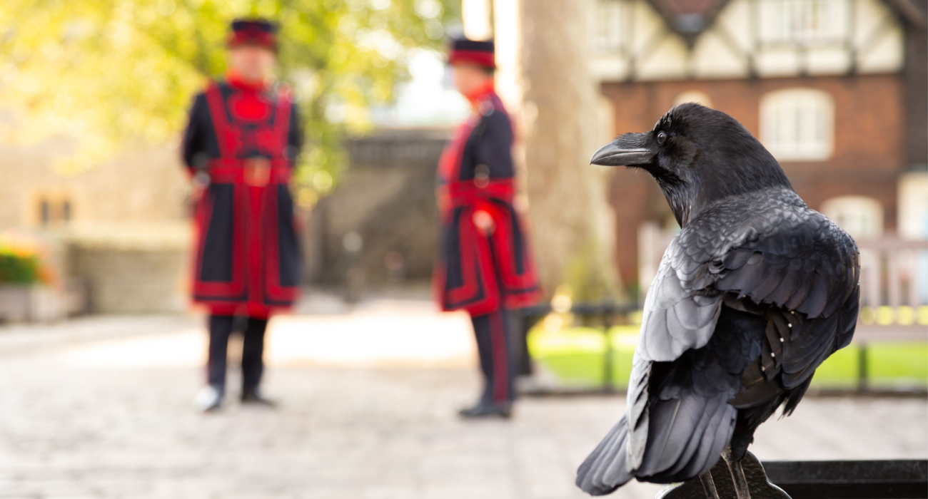 Raven perched on a railing at the Tower of London