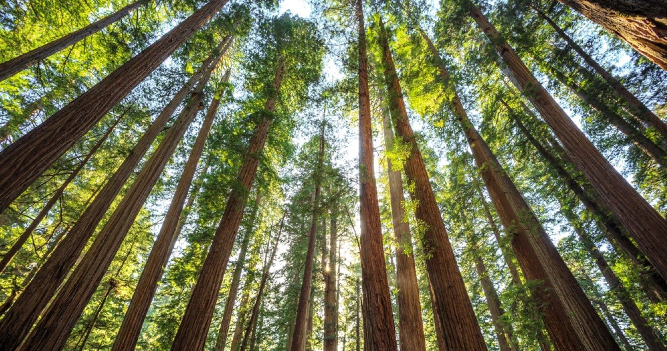 10 Reasons Why California's Redwood Forest Really Is A National Treasure
