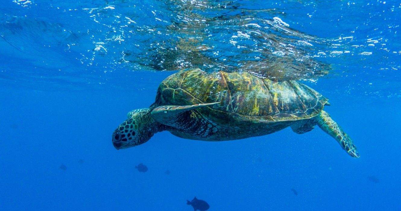 Here's What You Need To Know About Snorkeling In Oahu's Turtle Canyon