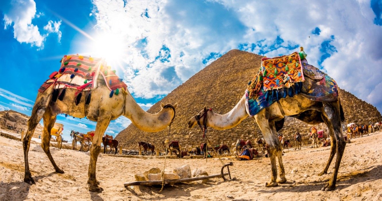 Two camels in front of the great pyramid of Giza, Egypt