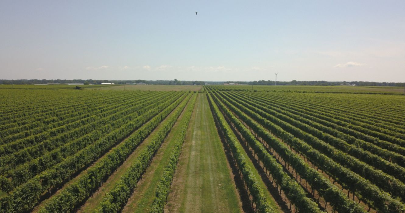 Unexpected Gems Best North Fork Wineries On Long Island