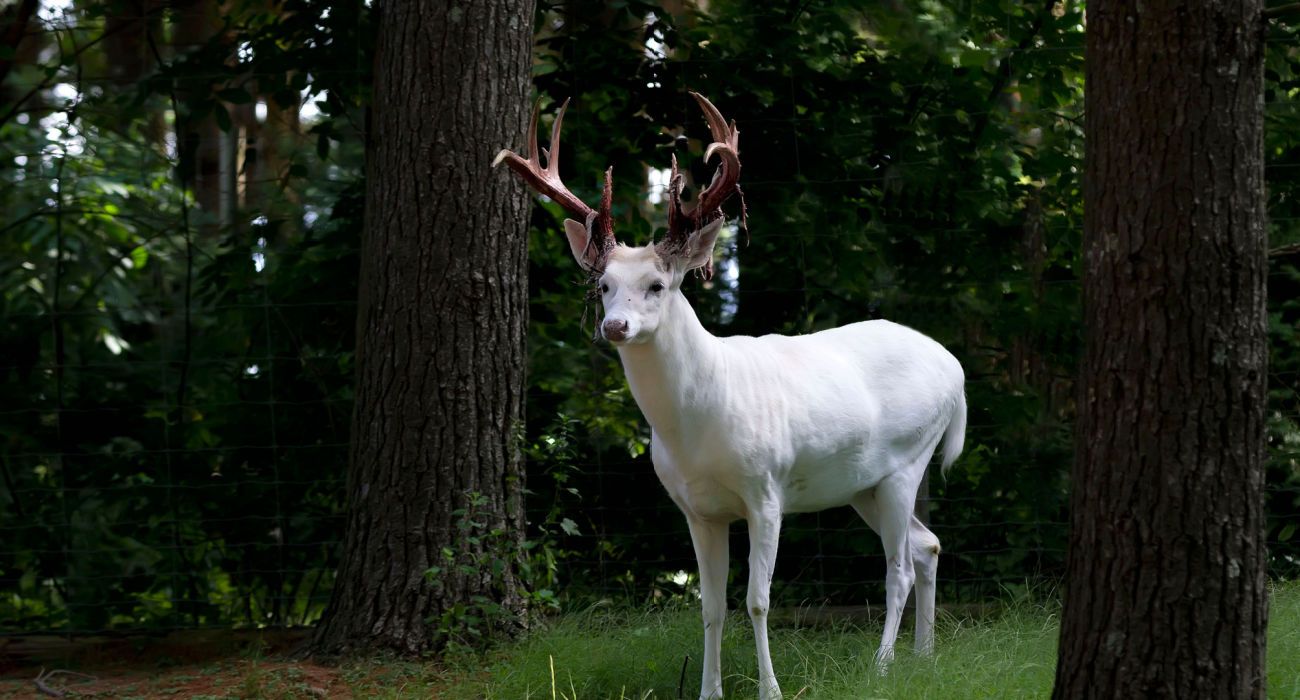 More Seneca White Deer Exist In This New York Town Than Anywhere Else