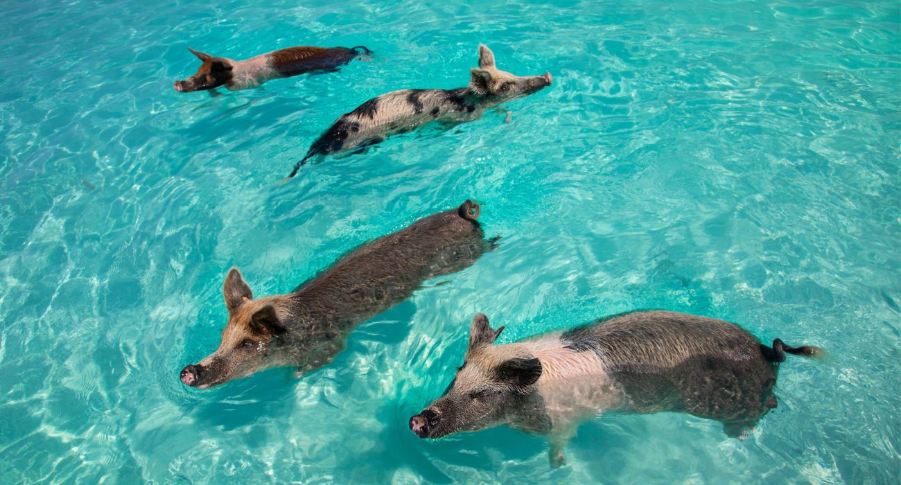 A group of four pigs swimming in the ocean