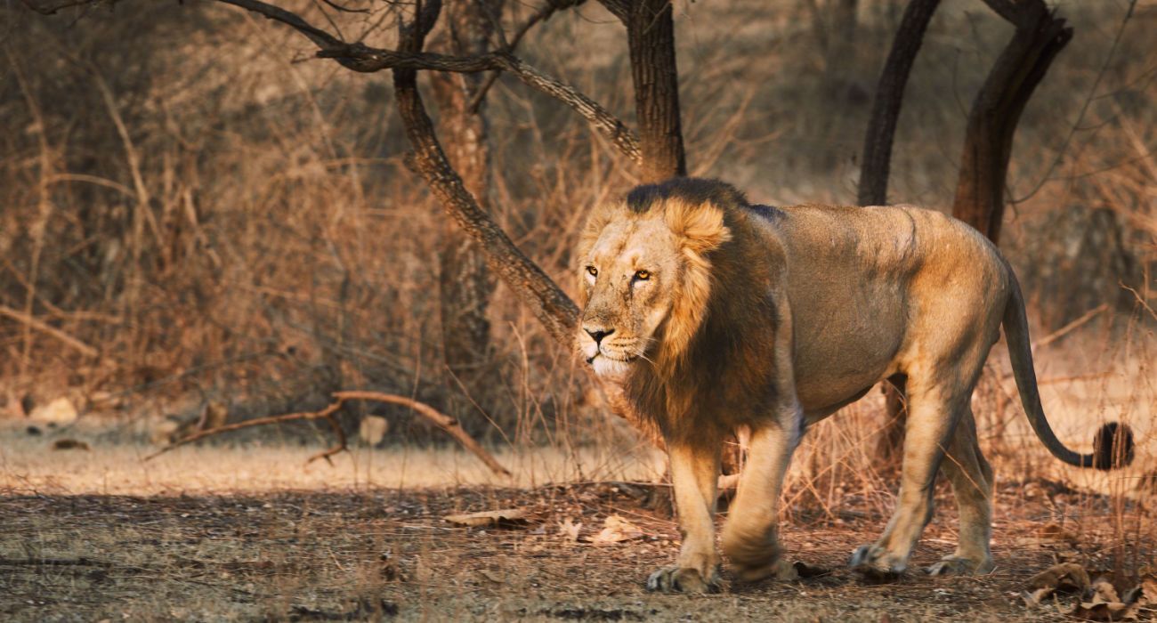 india lion safari