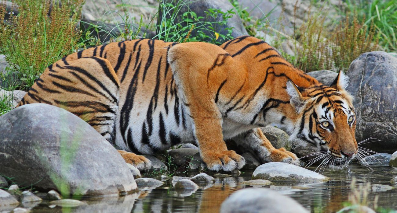 Bengal Tiger drinking water at a stream