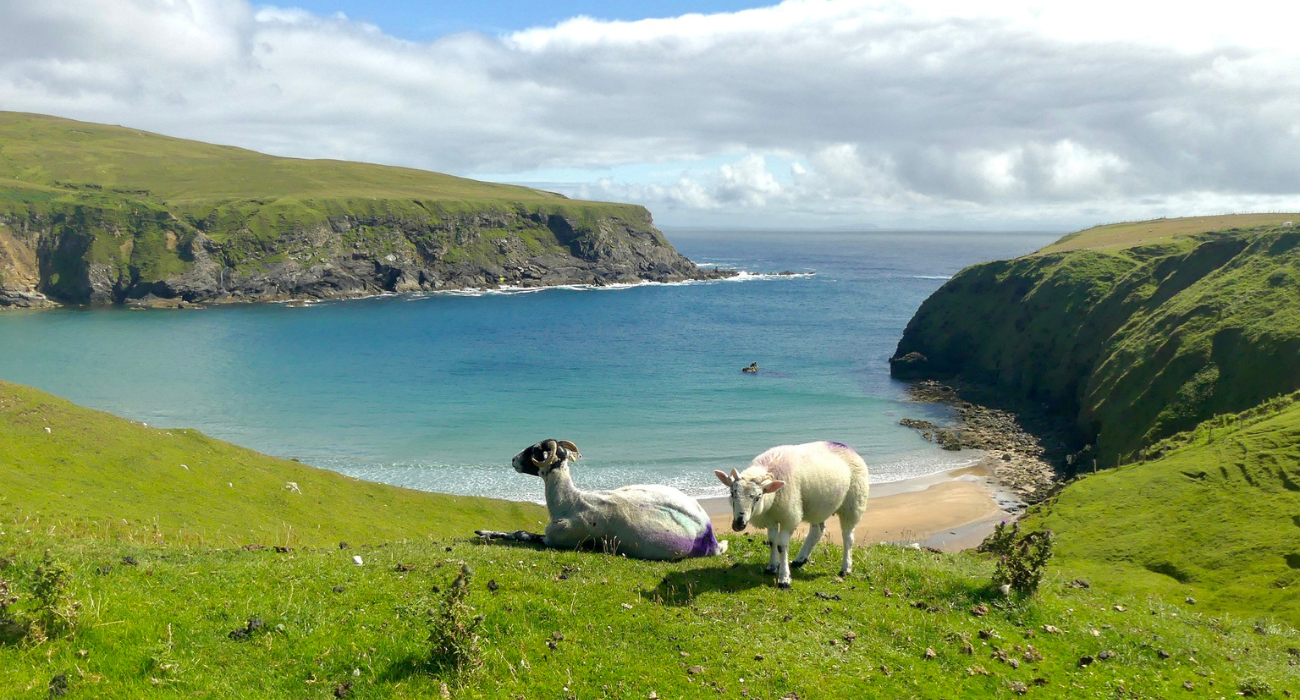 Coastline of Donegal And Sheep, Ireland