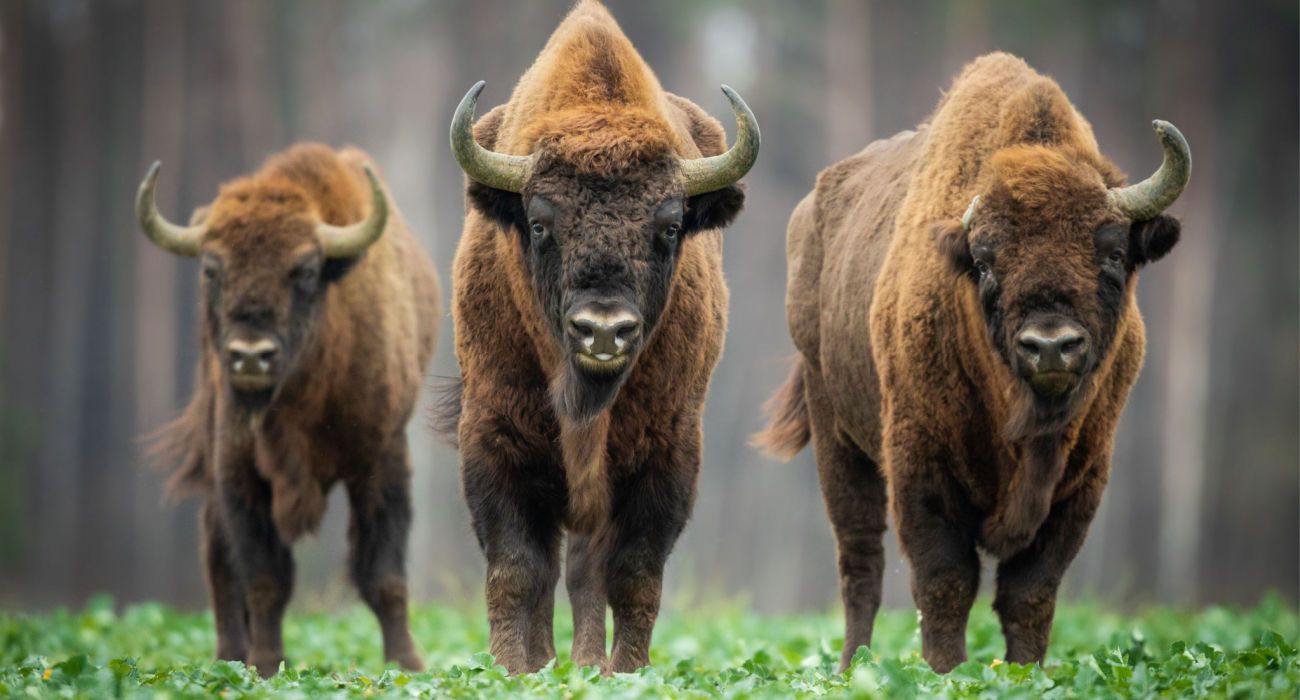 European bison in the Knyszyn Forest