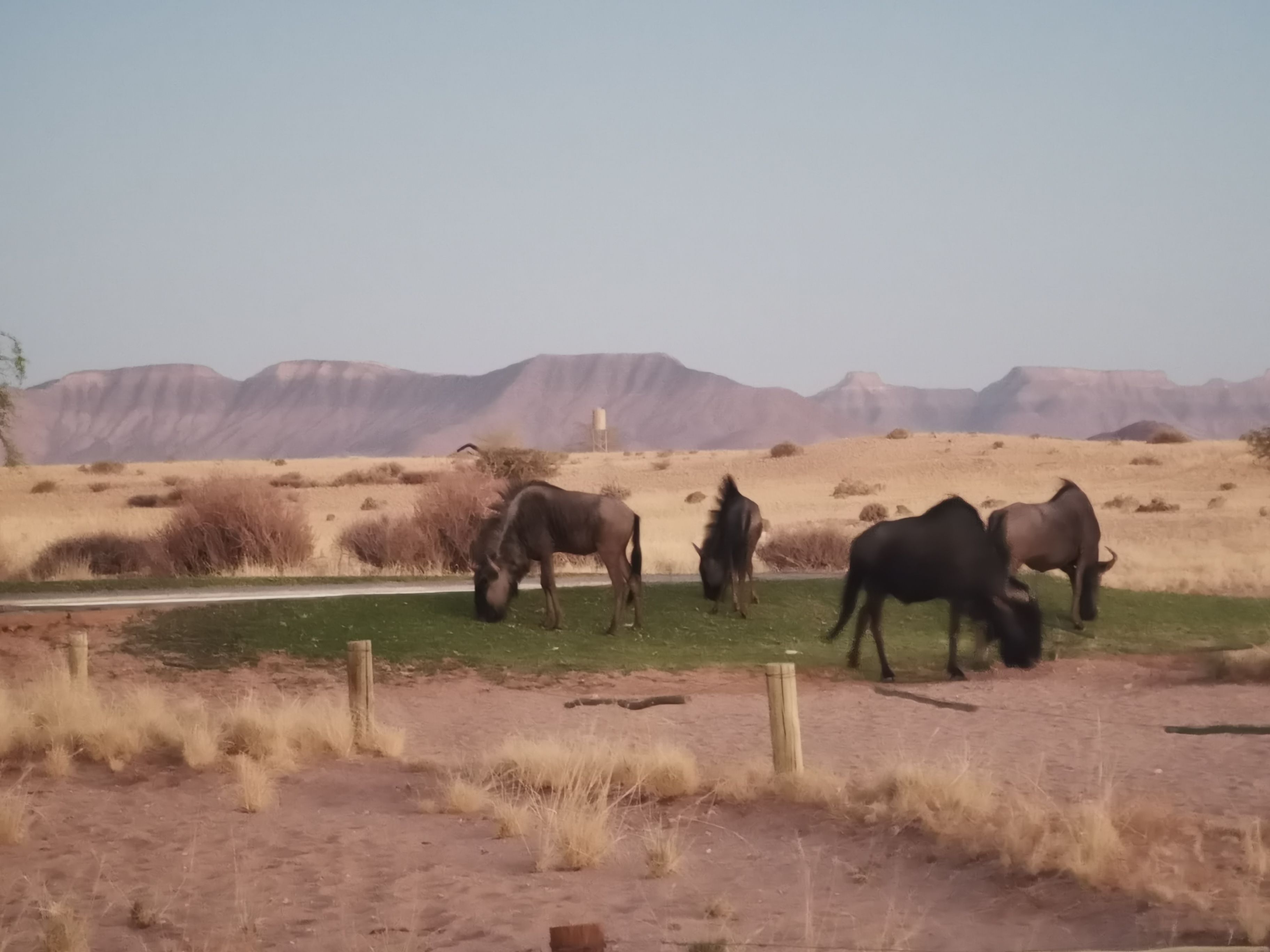 Wildebeest By Swimming Pool In Sossusvlei Campground