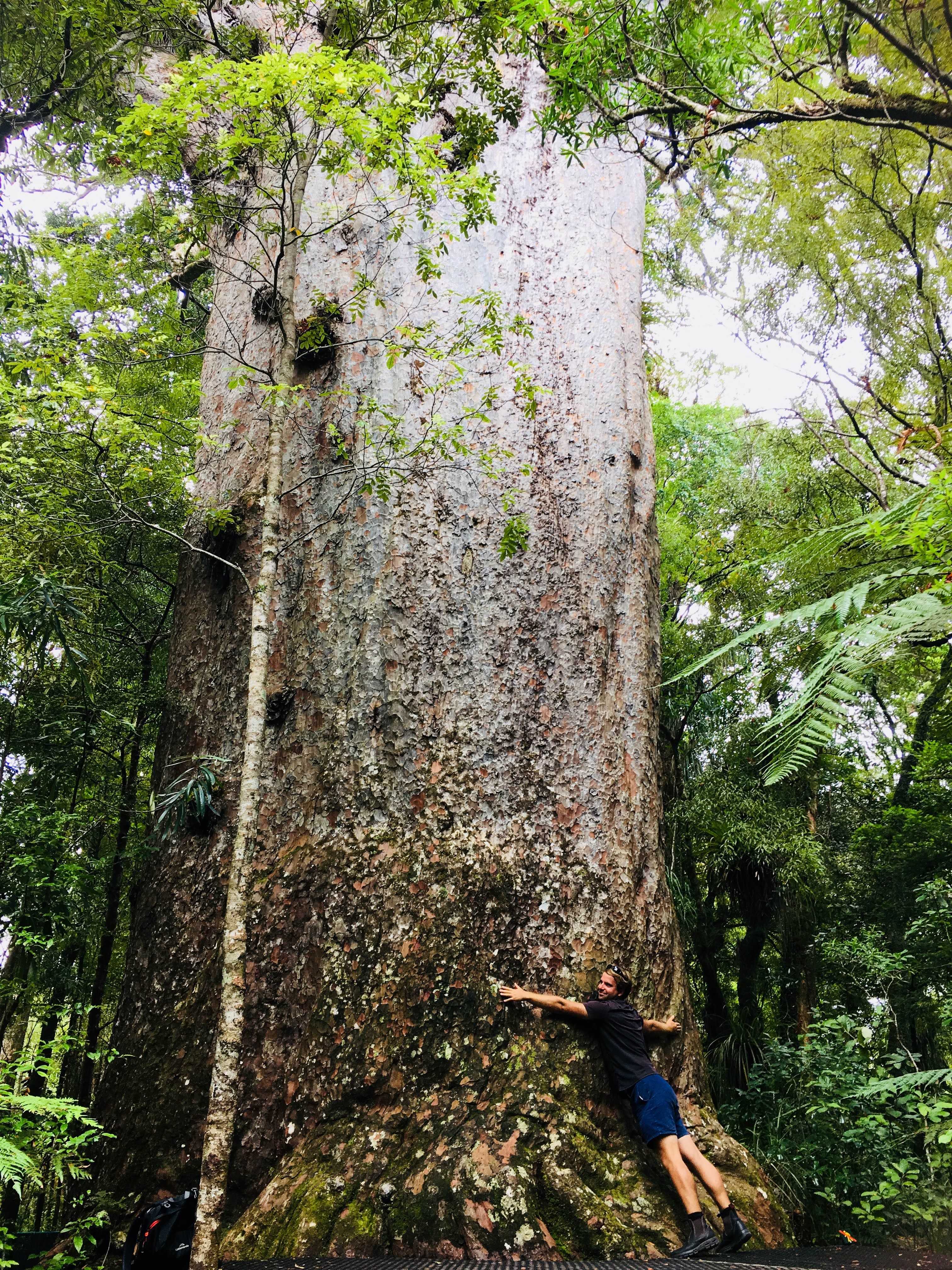 Large Tree The Sacred Kauri Trees Of New Zealand Spiritual Travels