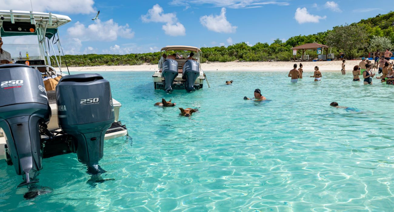 Tourists Swimming With Pigs In The Bahamas