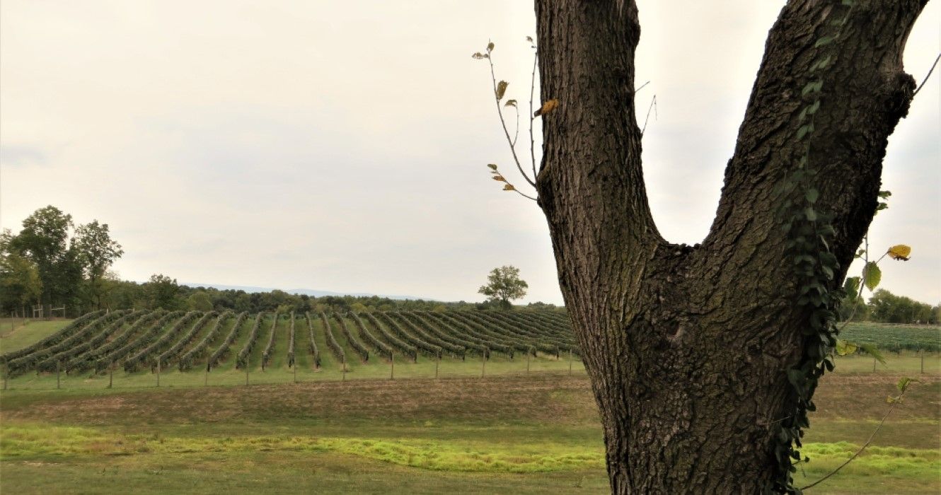 Vineyard and rolling hills in Northern Virginia