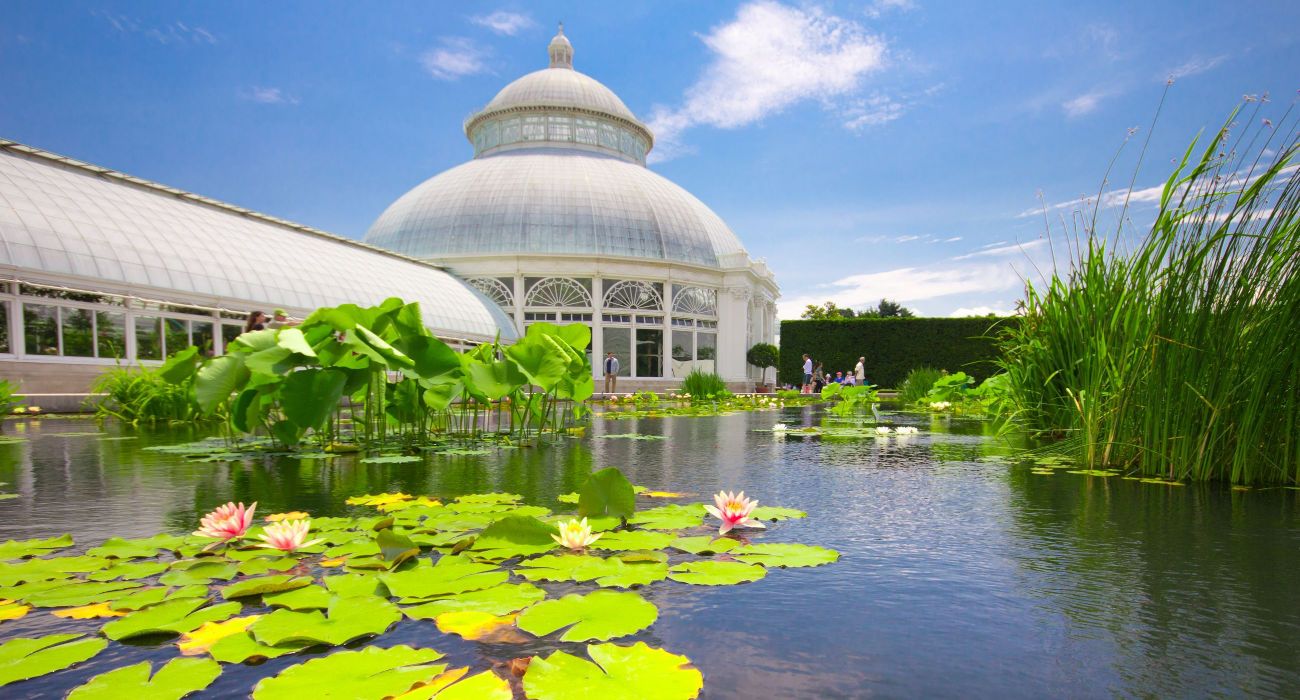 Water Lilly Pond at conservatory in New York Botanical Garden