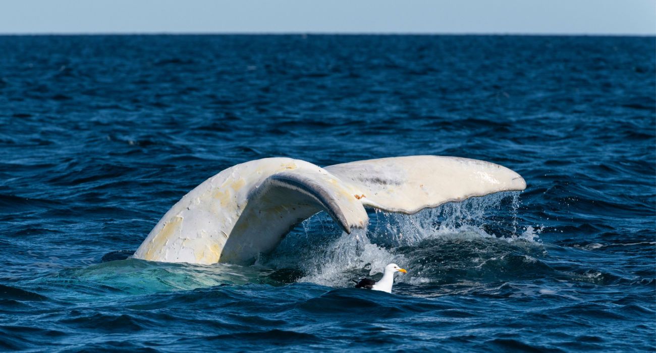 White Whale Tail Fin in the Ocean