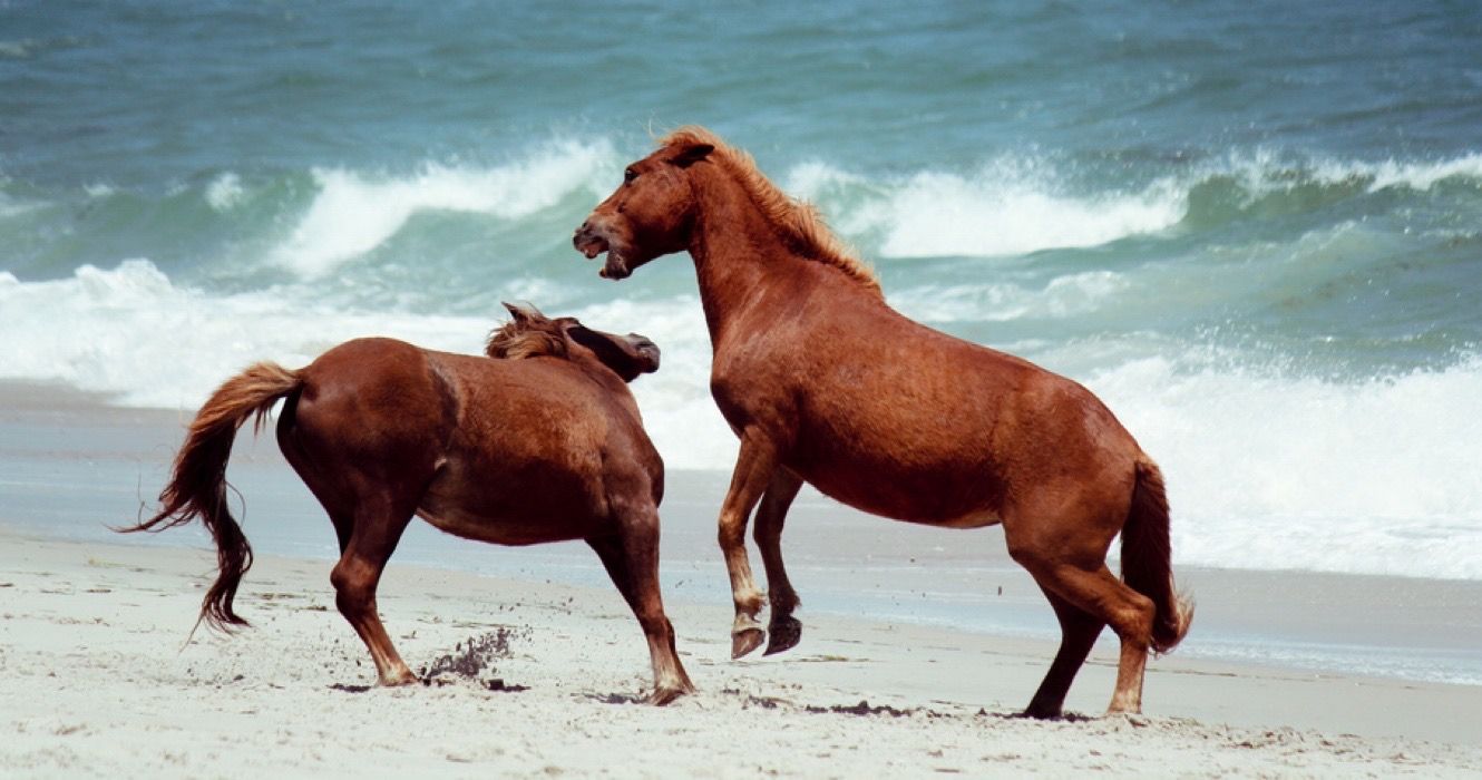 Wild Ponies of Assateague Island, Maryland