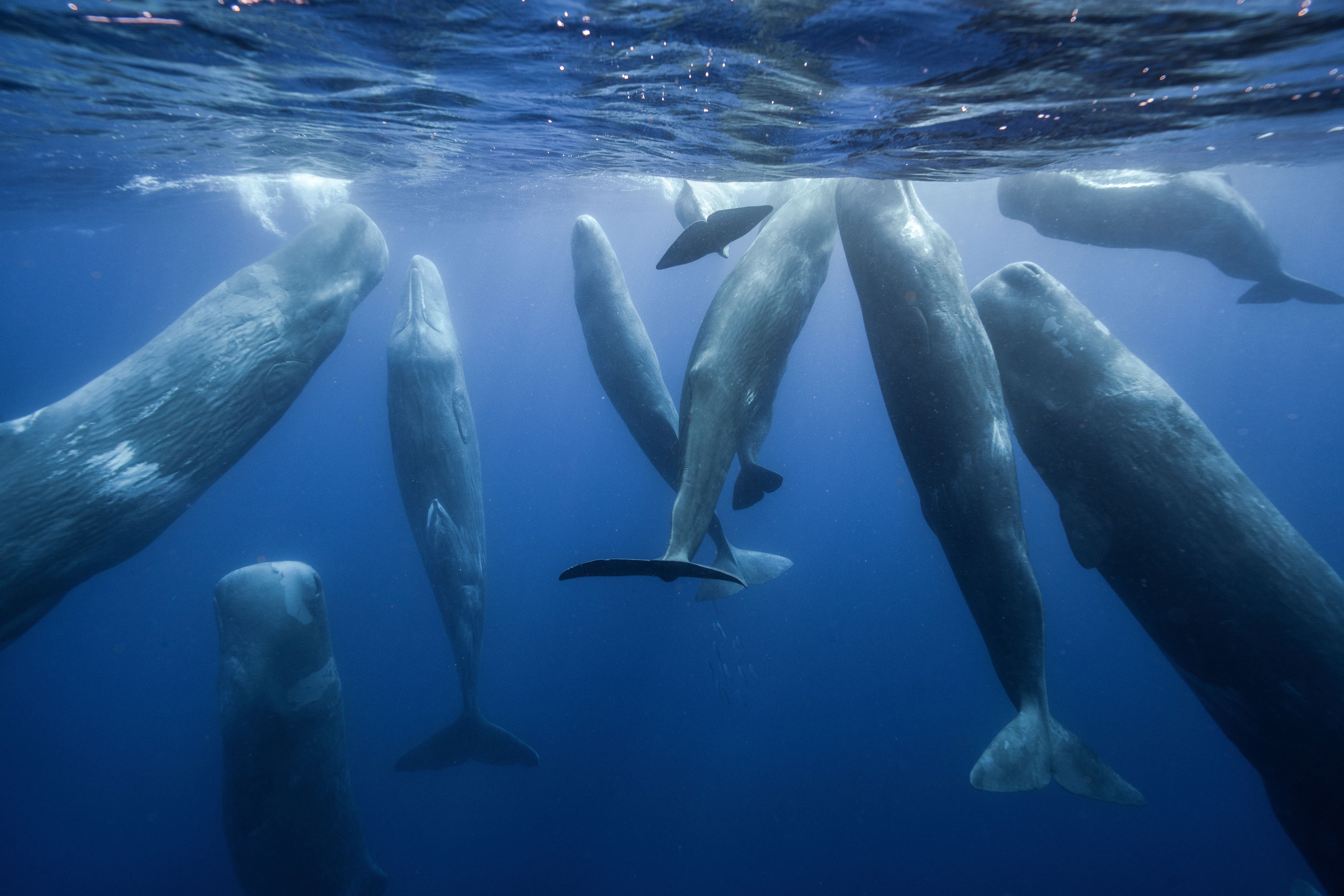 Young sperm whales in the Azores