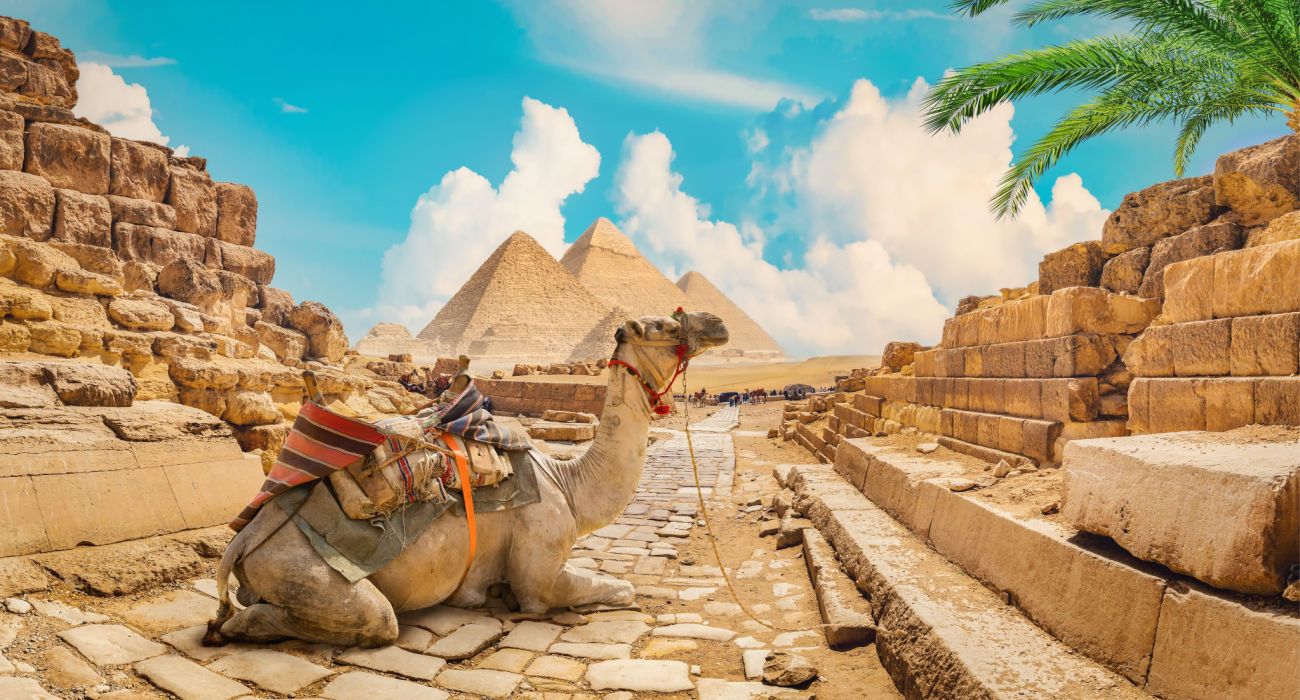 Camel near pyramids in the desert of Egypt