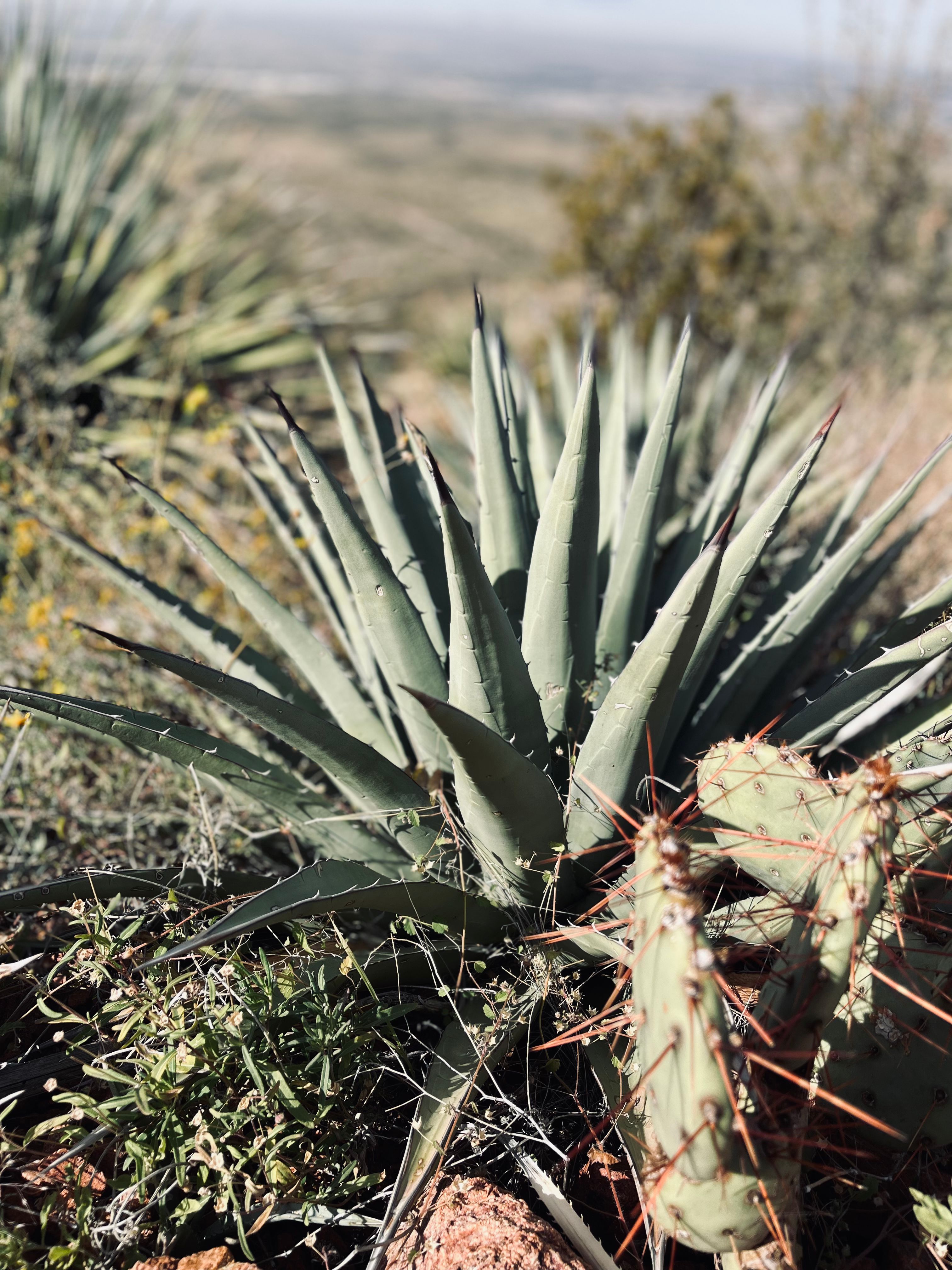 Agave plant in Franklin Mountains State Park 