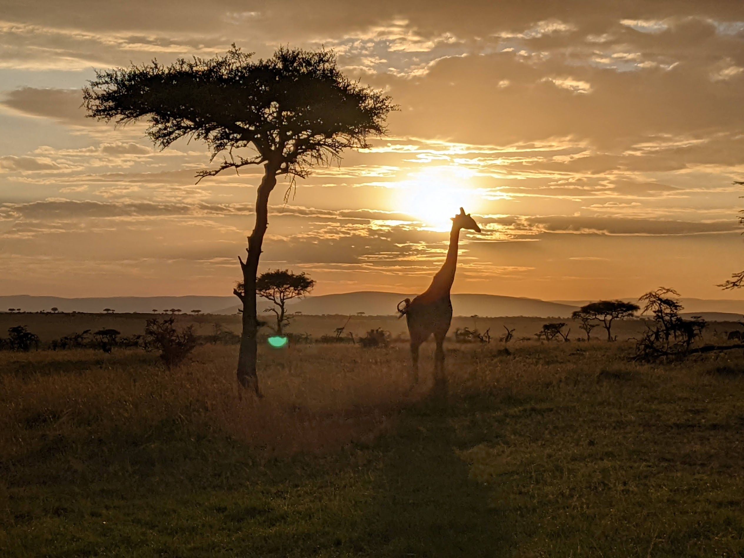 Giraffe sighting on a walking safari 