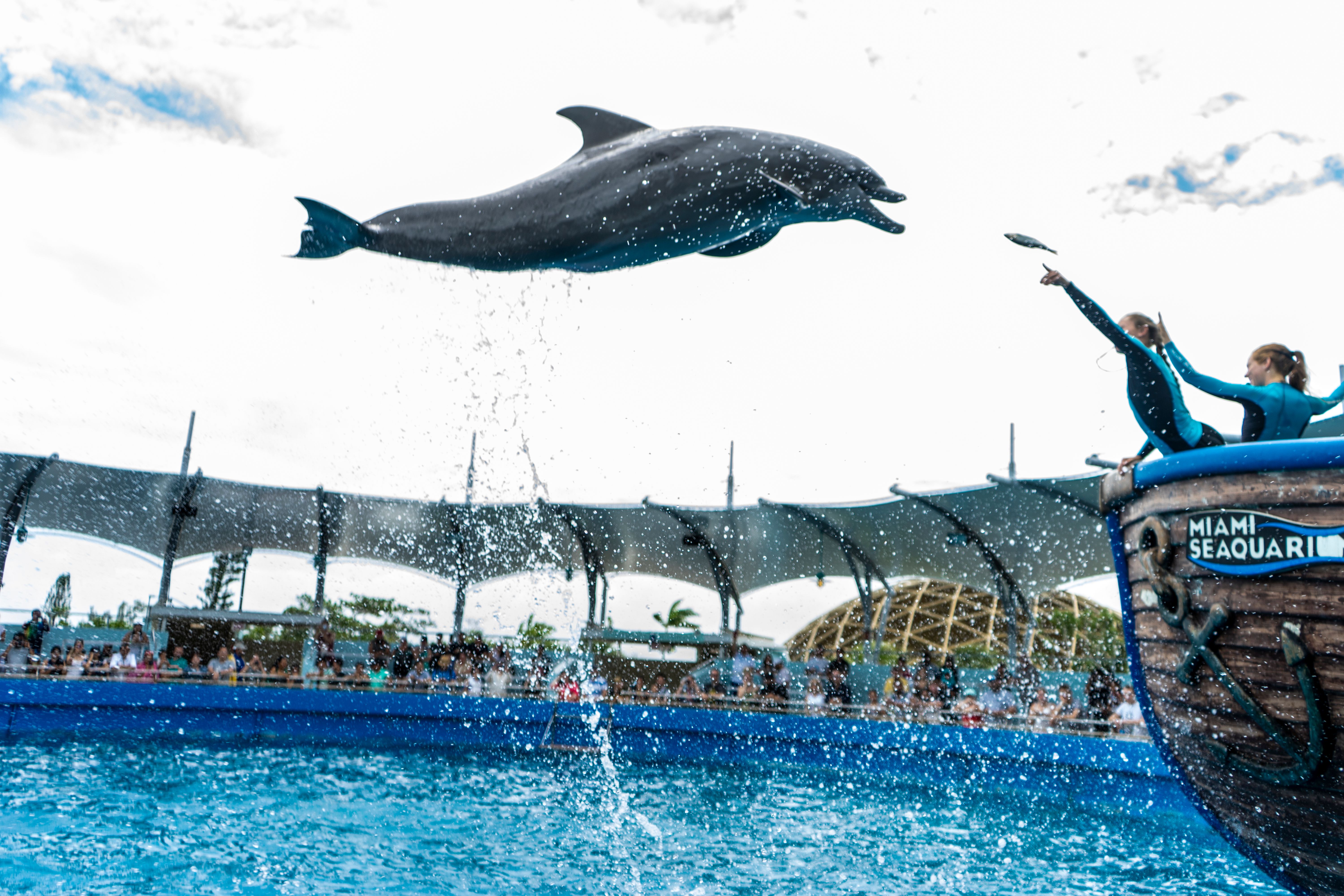 dolphin show at the miami seaquarium