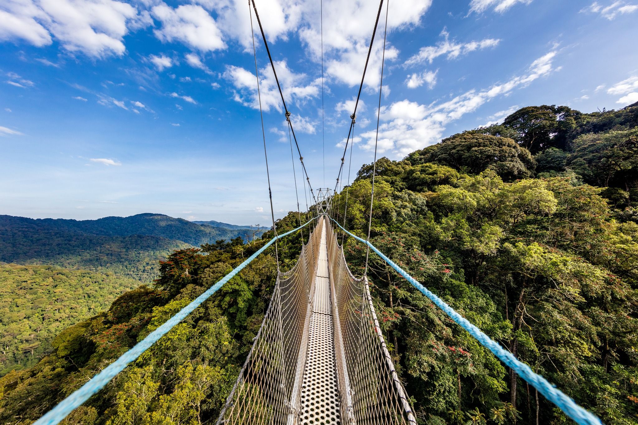 Suspension Bridge, Nyungwe National Park 