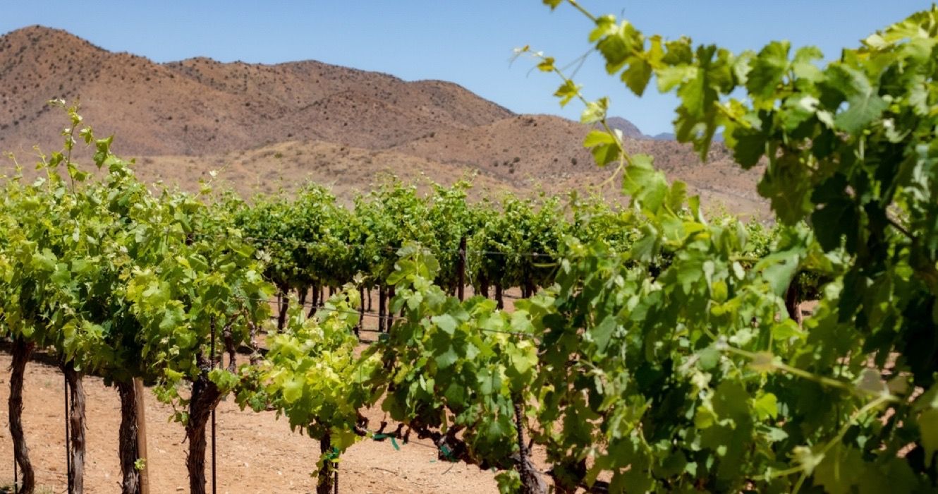 Vineyard and winery in Willcox, Arizona