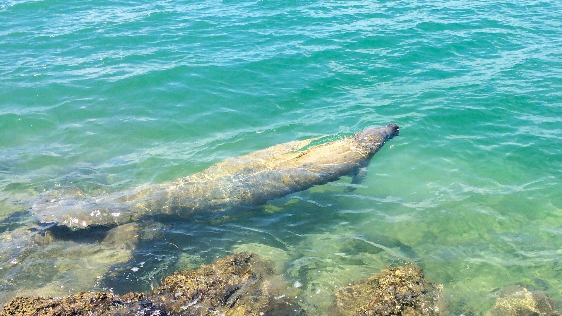 Manatee in water