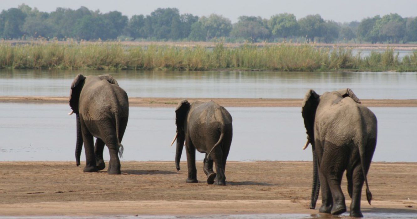 Elephants crossing the Lower Zambezi
