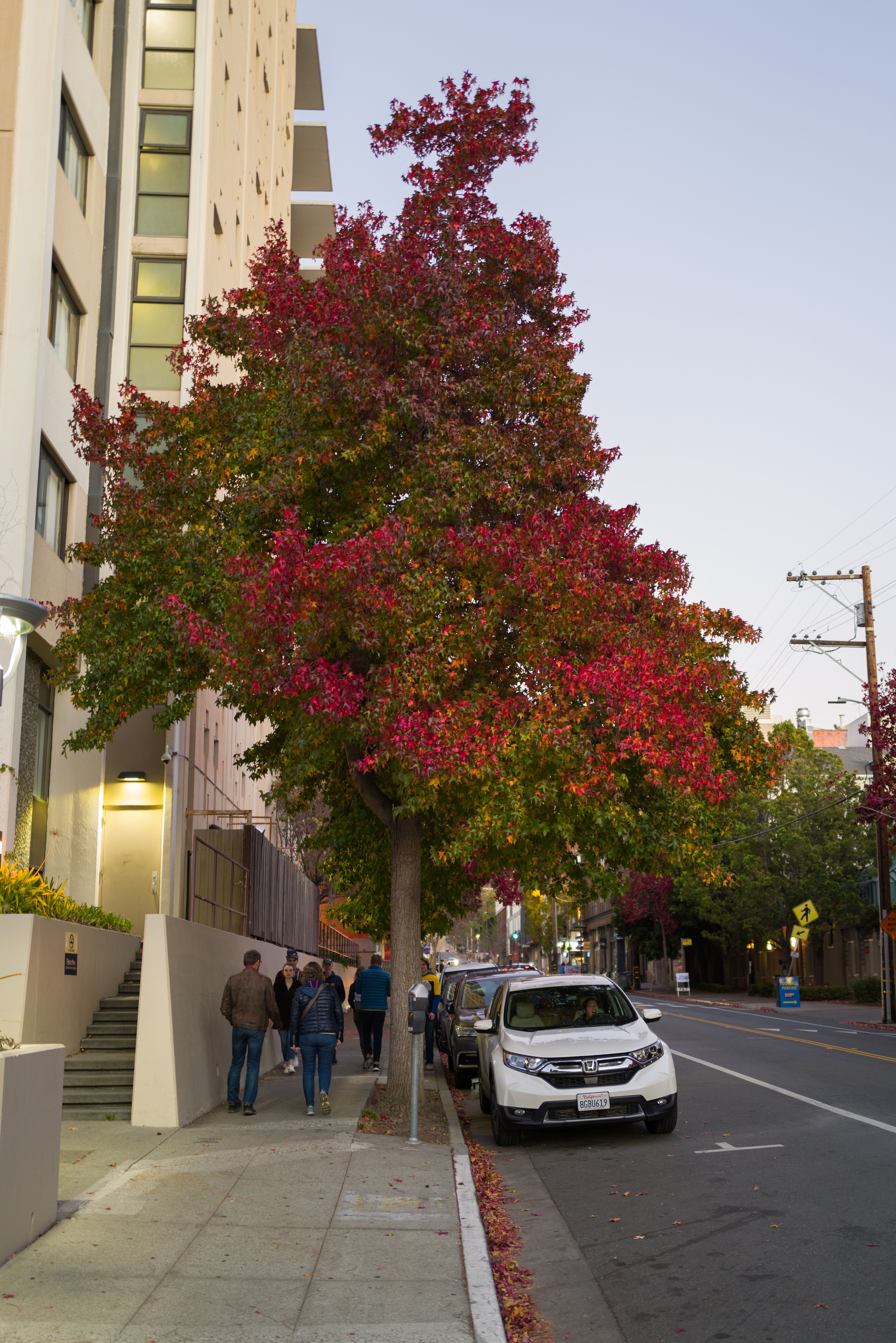 Autumn Season, Berkeley