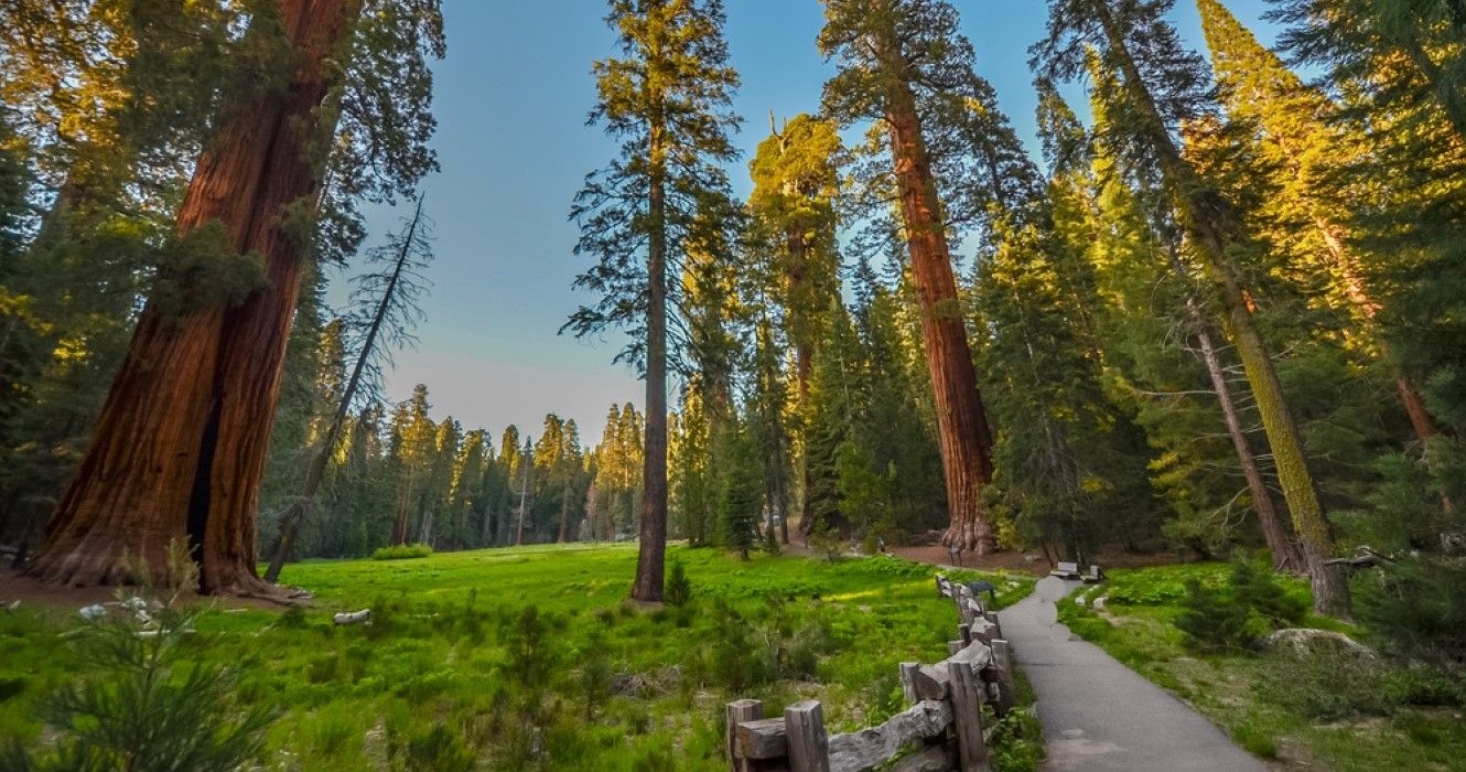 Giant Redwood trees in Sequoia and Kings canyon national park, California