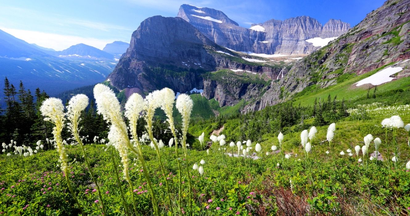 Glacier National Park, home to a large grizzly bear population that hikers encounter on Huckleberry Trail