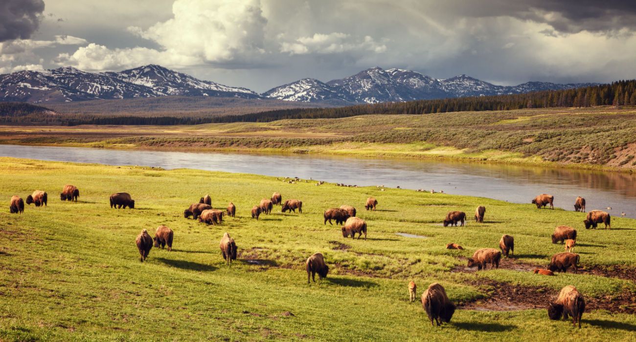 Herd of bison at sunset in Hayden Valley in Yellowstone National Park