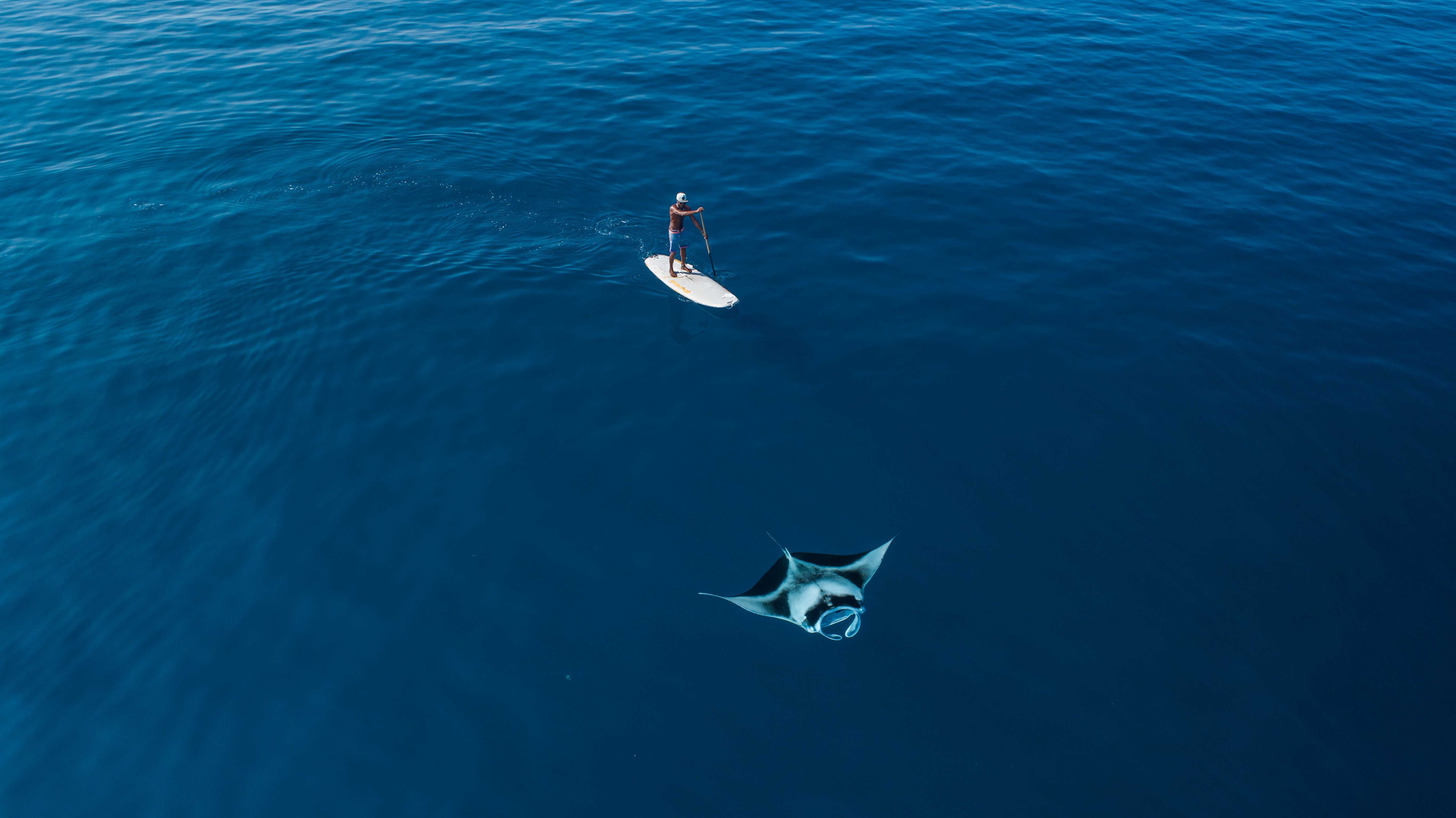 Paddle Boarding near a manta ray