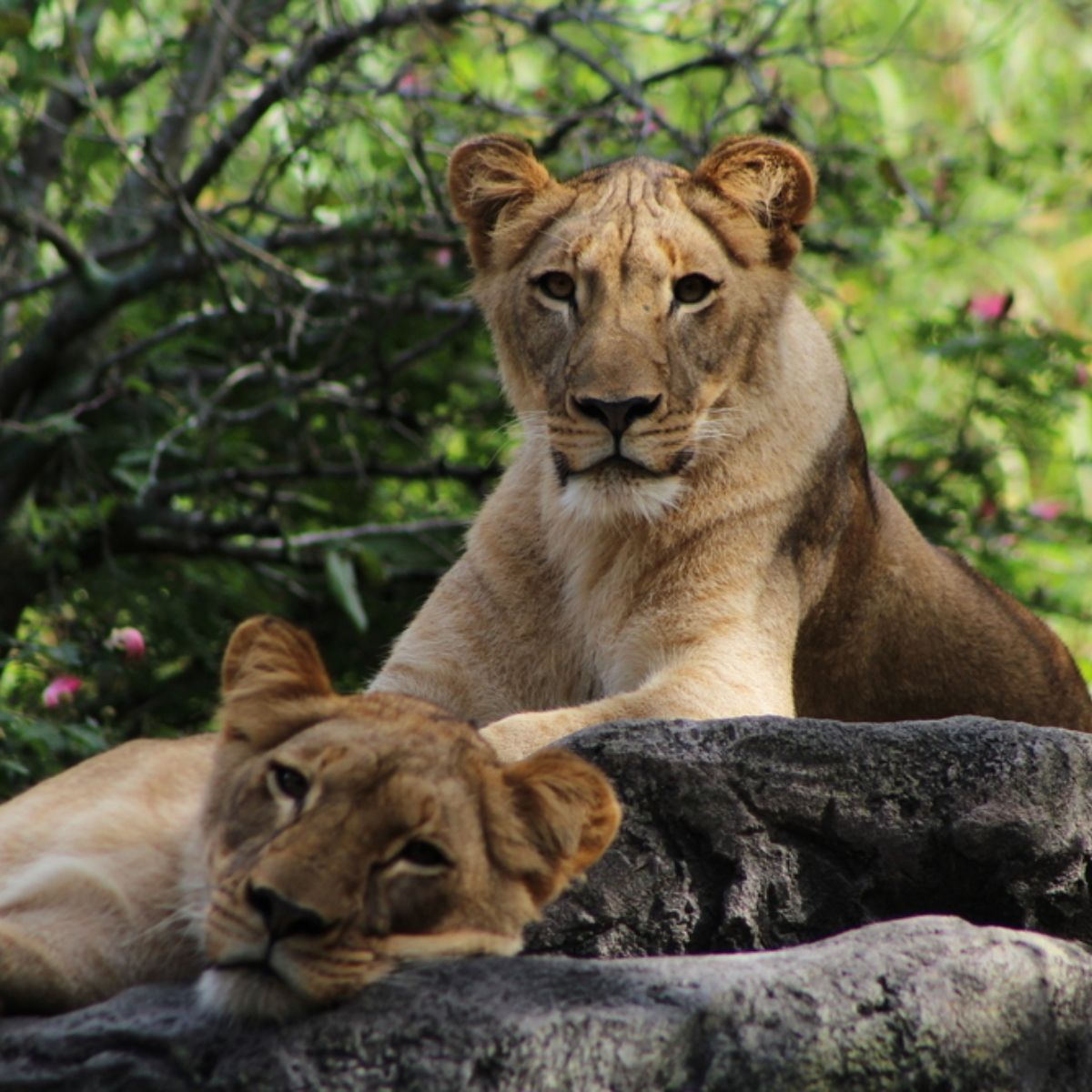 Lionesses in Busch Gardens, Tampa