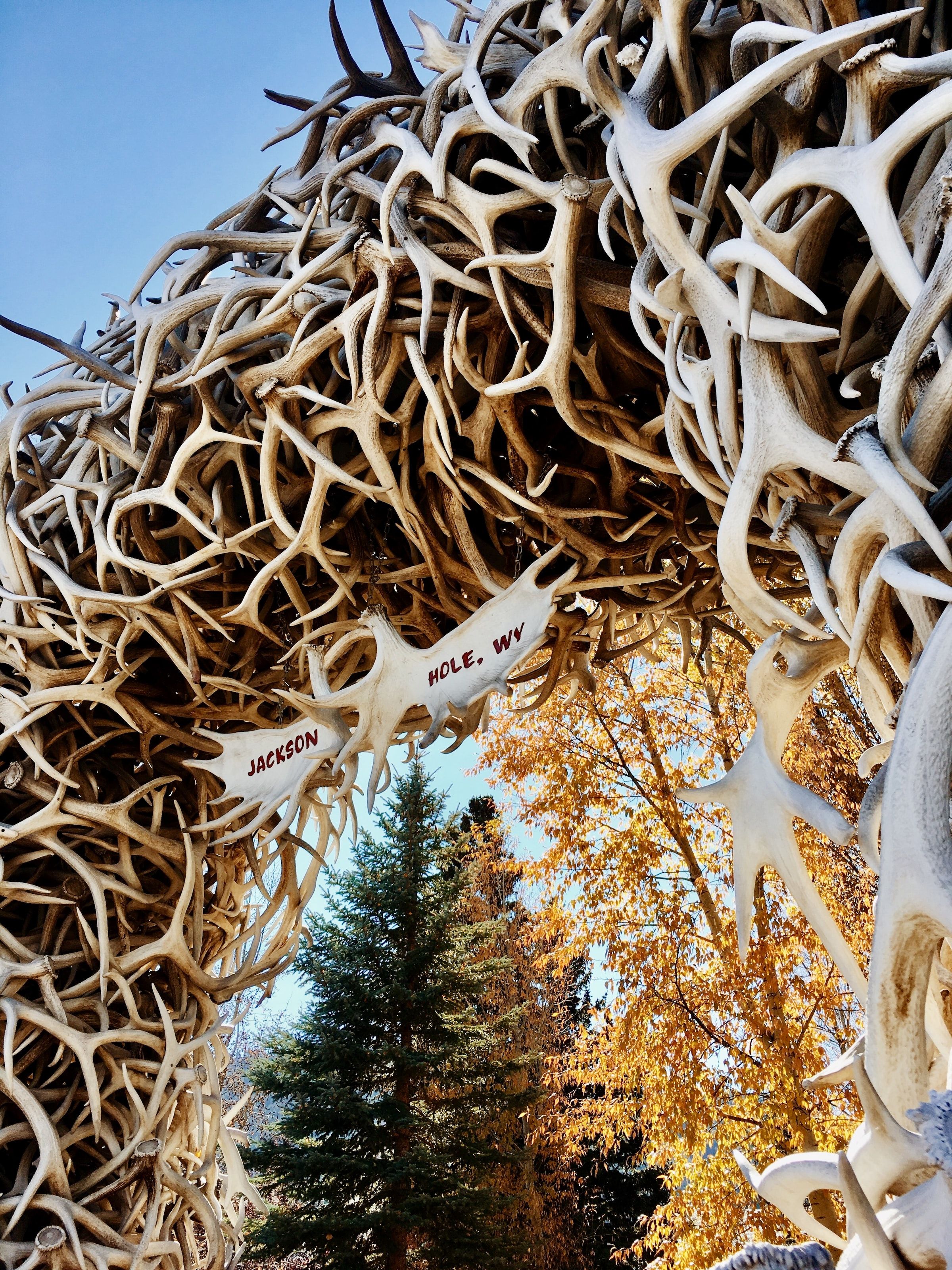 Antler arch in Jackson Town Square