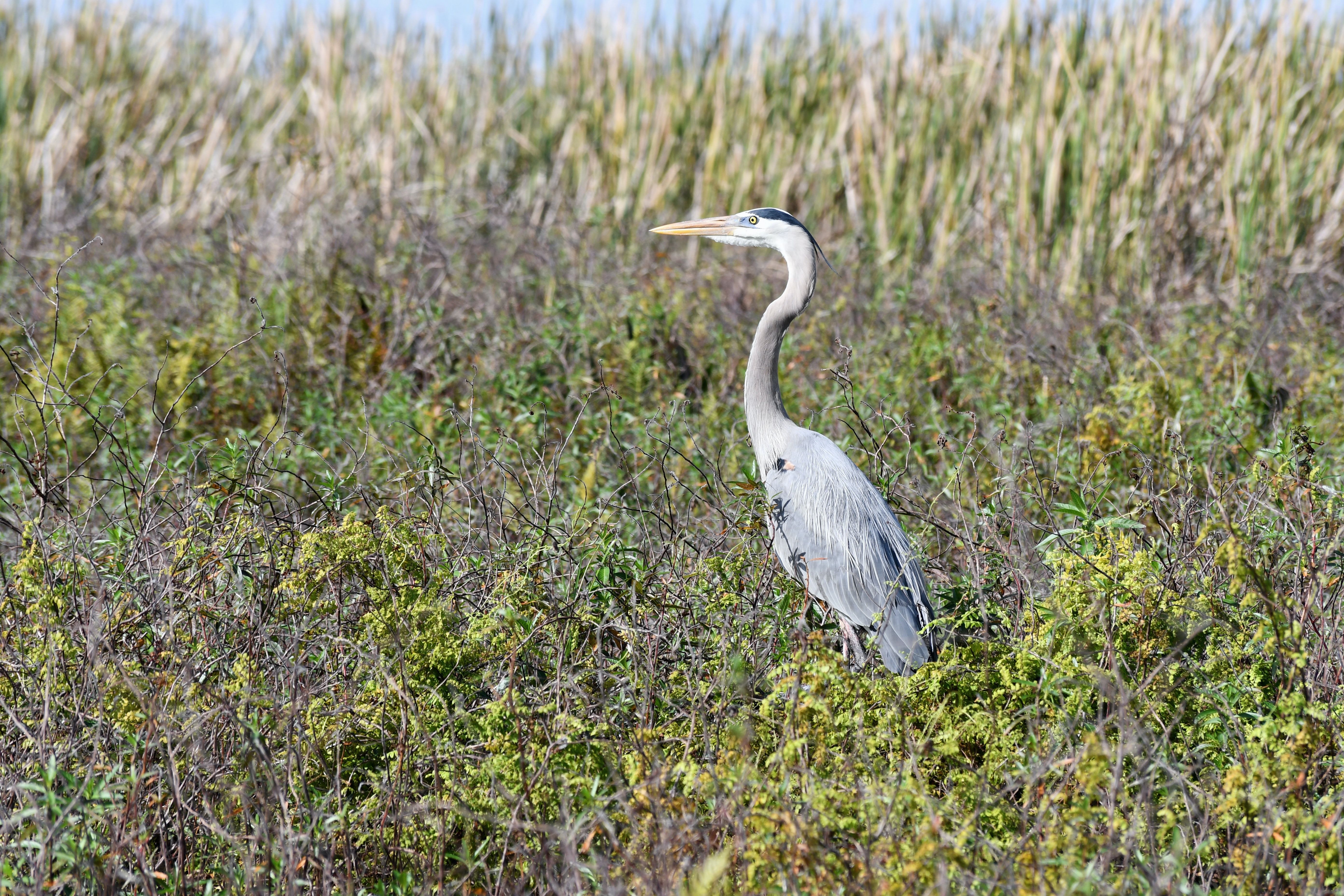 Kissimmee, Florida, USA