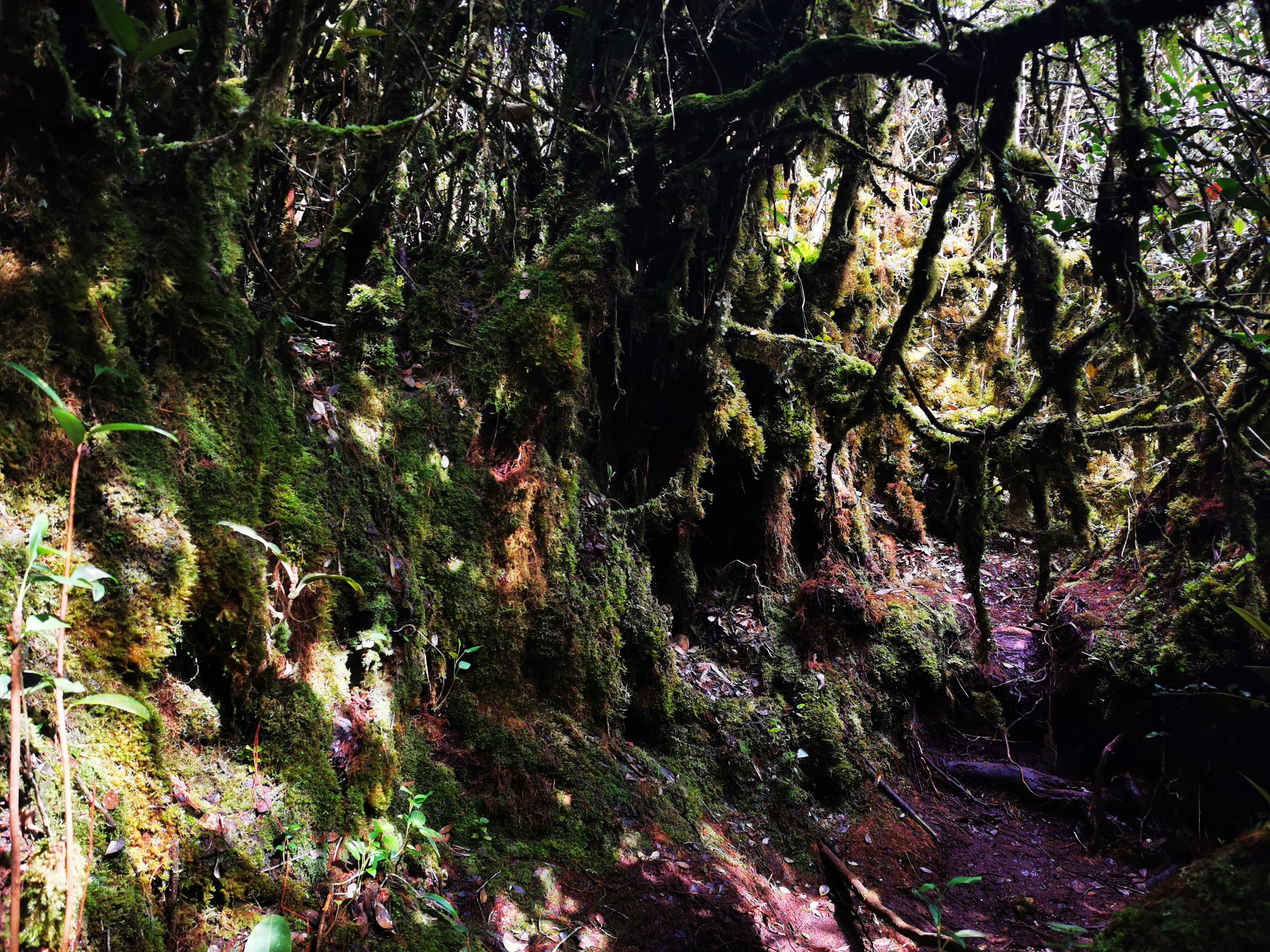 Mossy Forest Cameron Highlands
