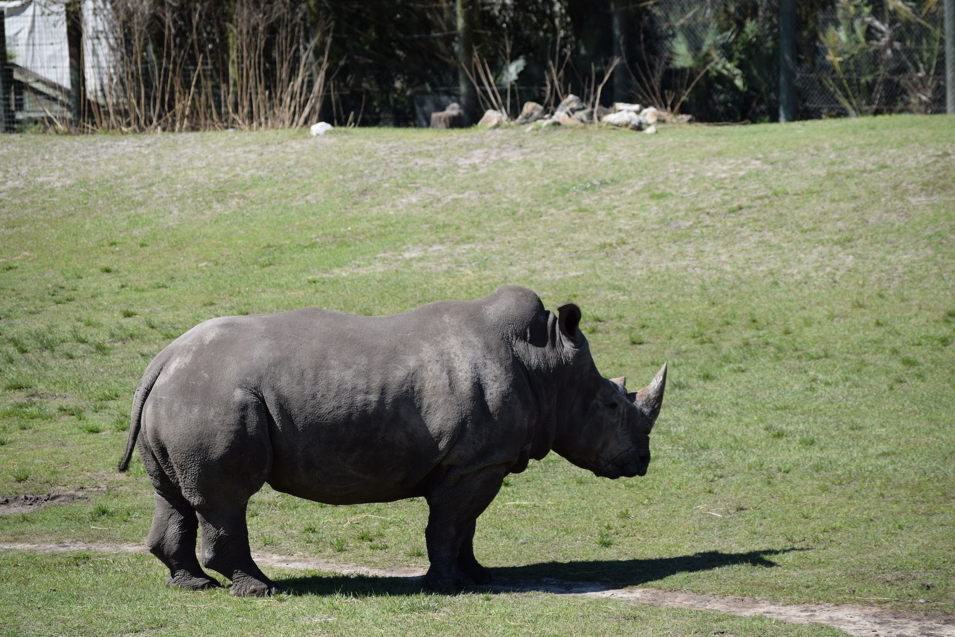 Rhino at Jacksonville Zoo and Gardens