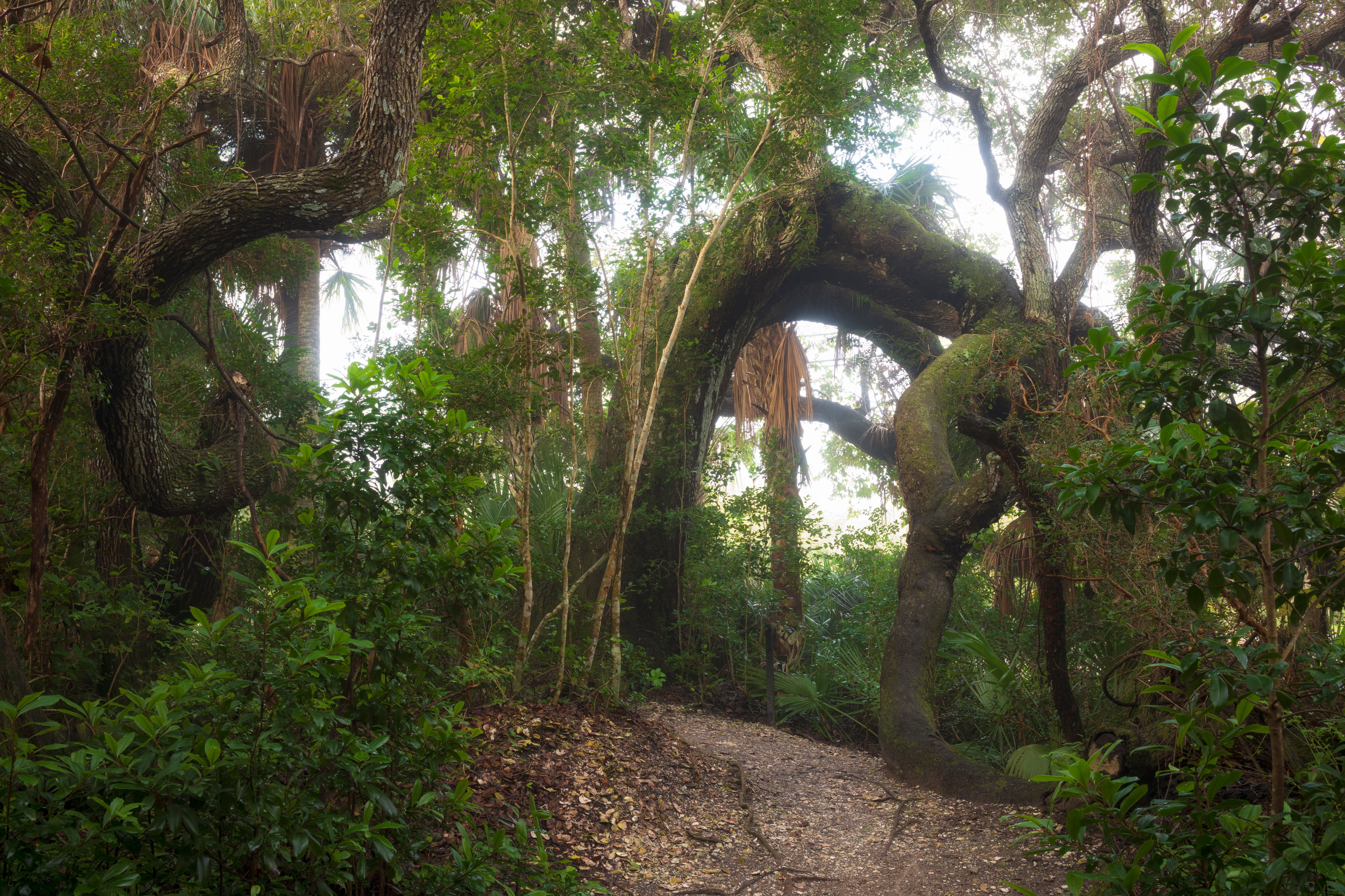 Ponce Preserve trail