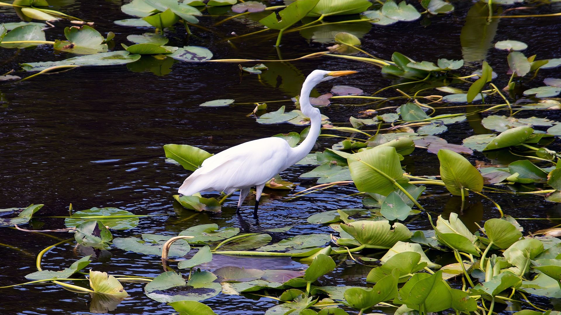 Six Mile Cypress Slough Preserve