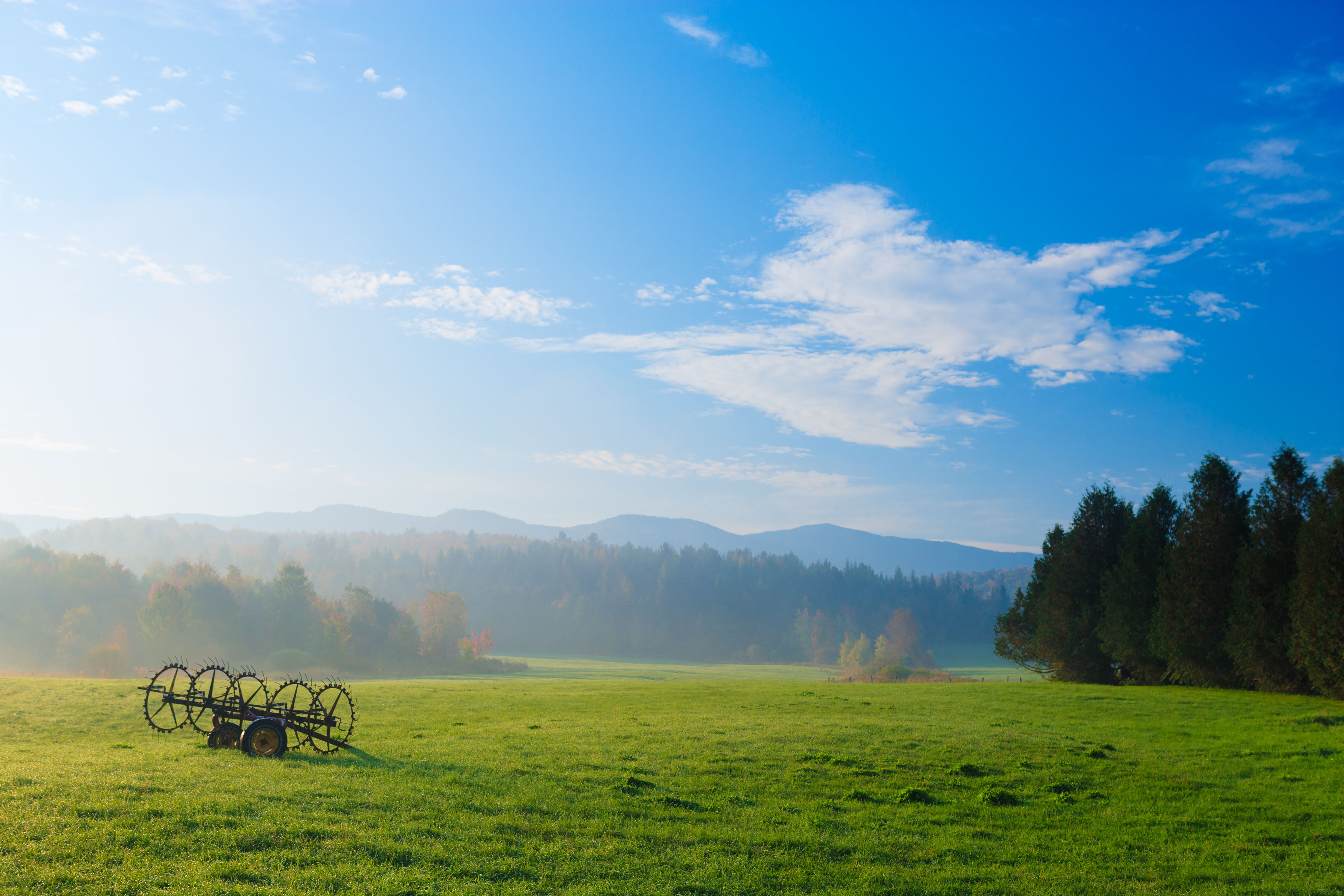 A Stowe FIeld