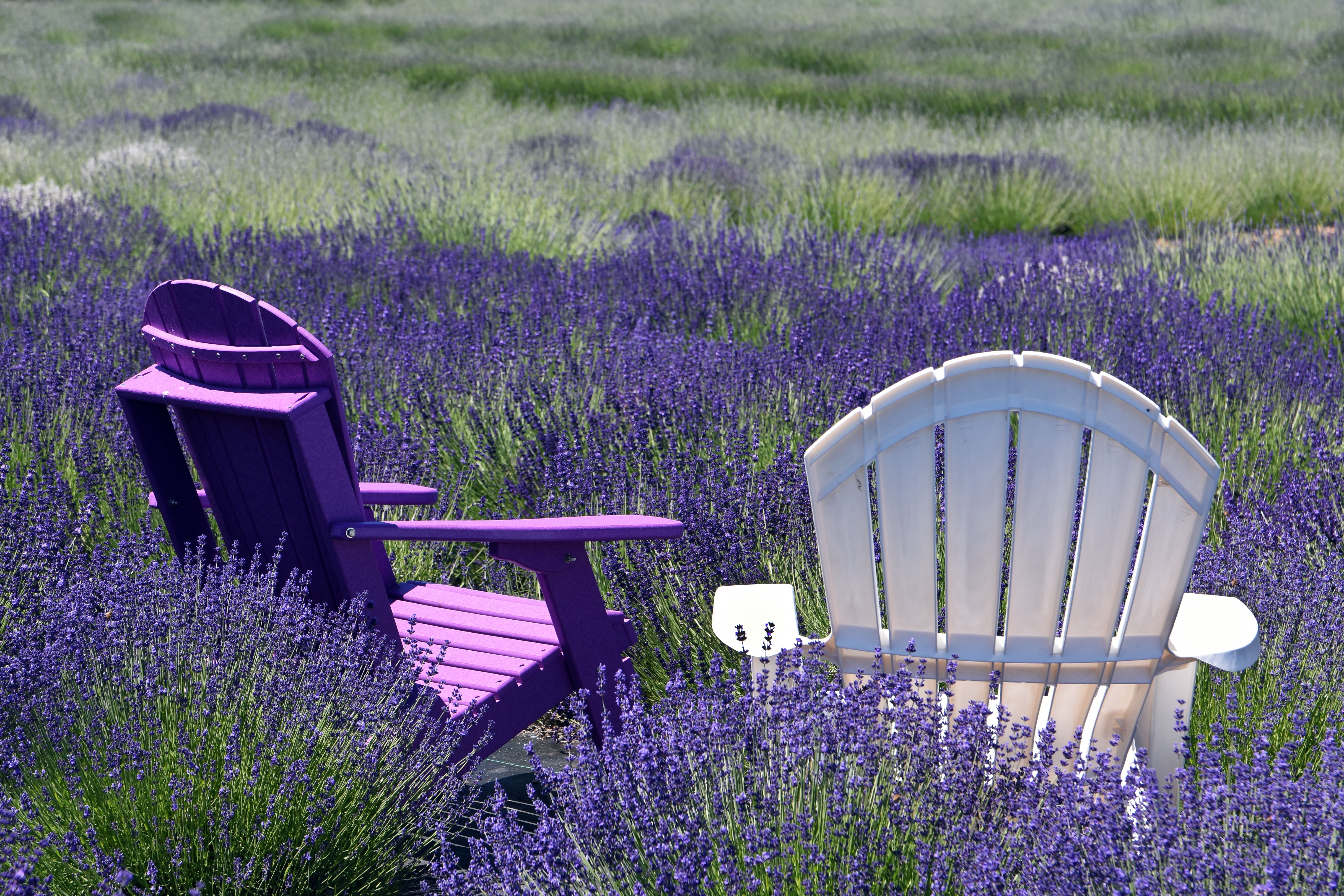 Chairs and Flowers, Long Island