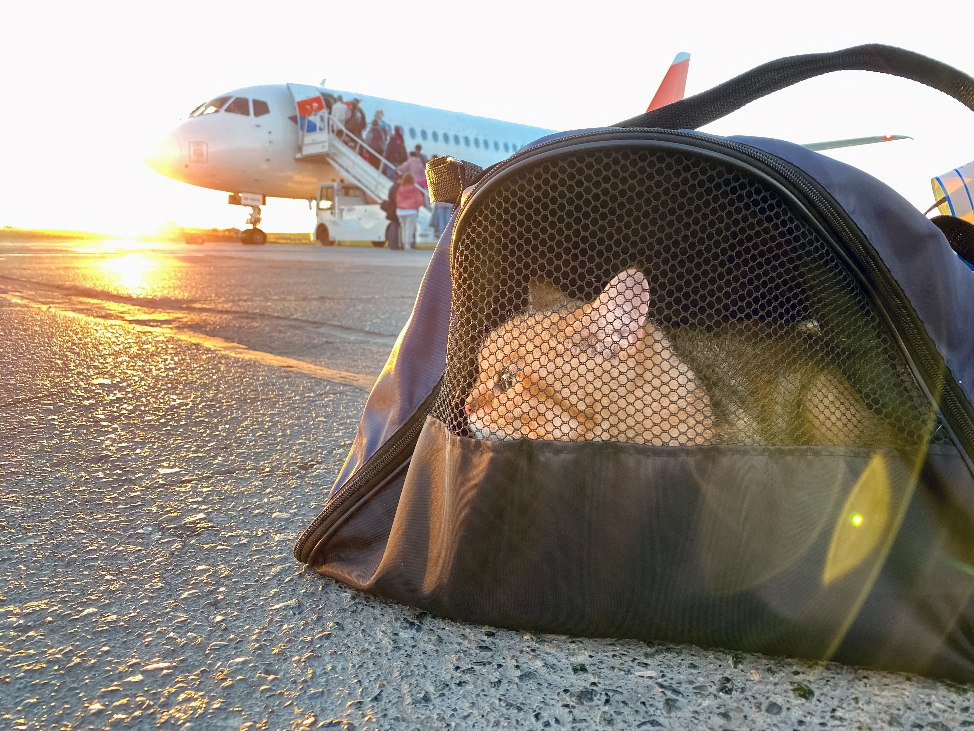 cat in carry-on bag outside of airplane