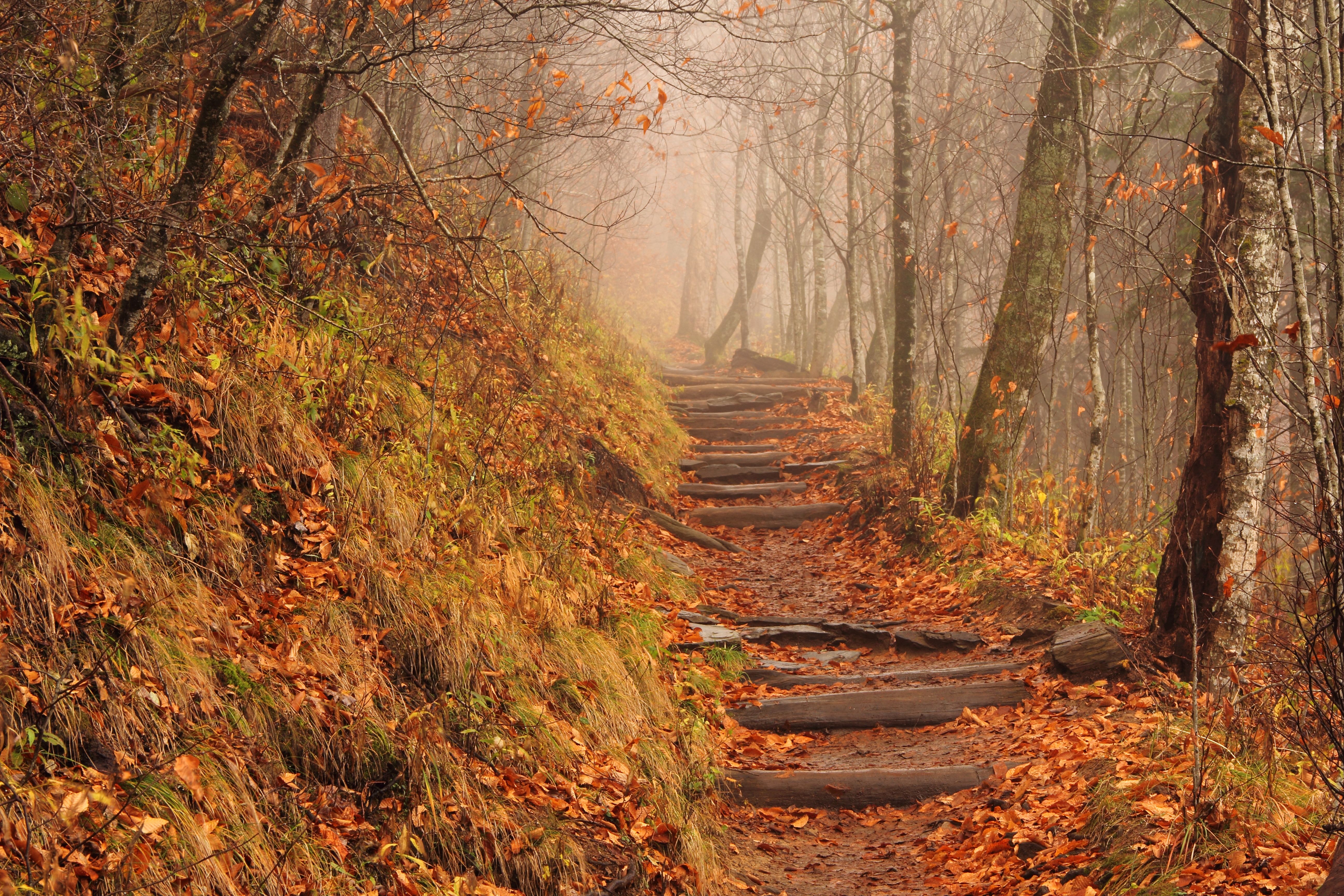 A foggy Appalachian Trail at Newfound Gap in Great Smokey Mountains National Park