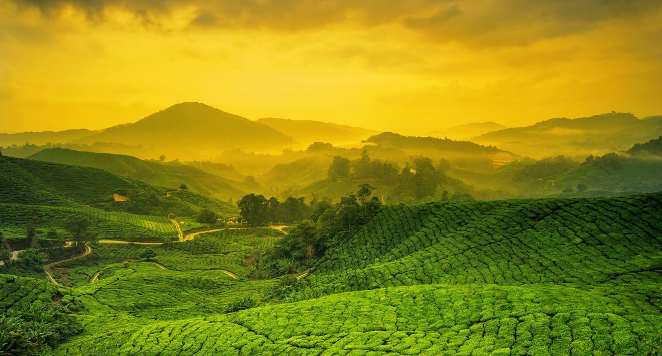 This Makes The Cameron Highlands One Of The Most Popular Destinations ...