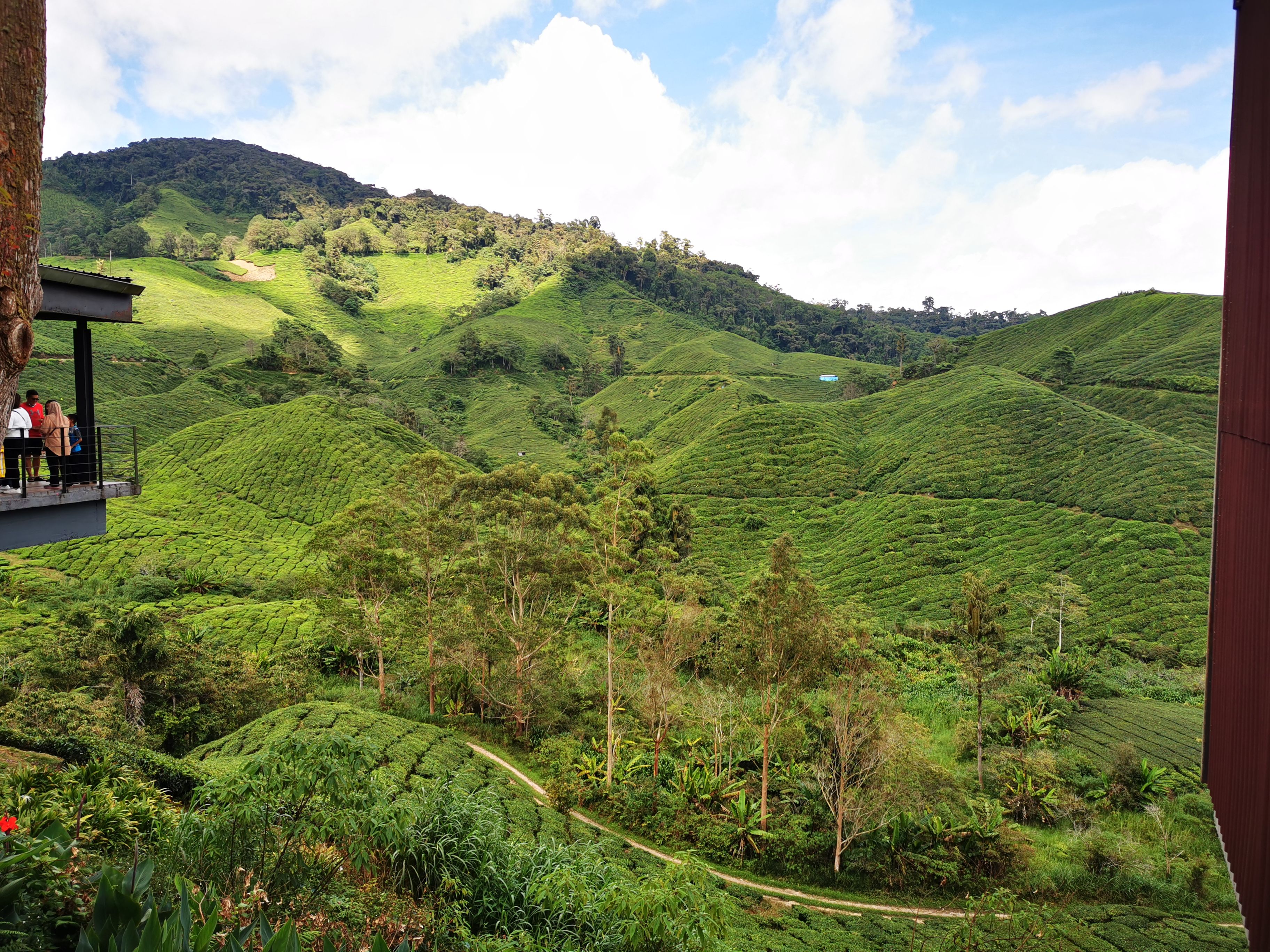 Tea Plantations Cameron Highlands