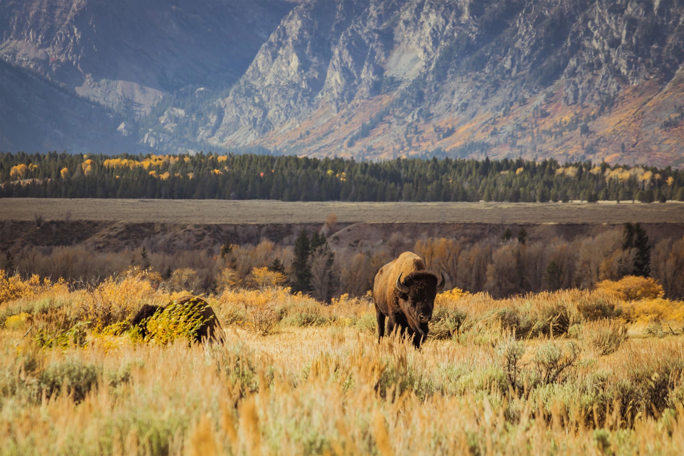 buffalo in Grand Teton National Park