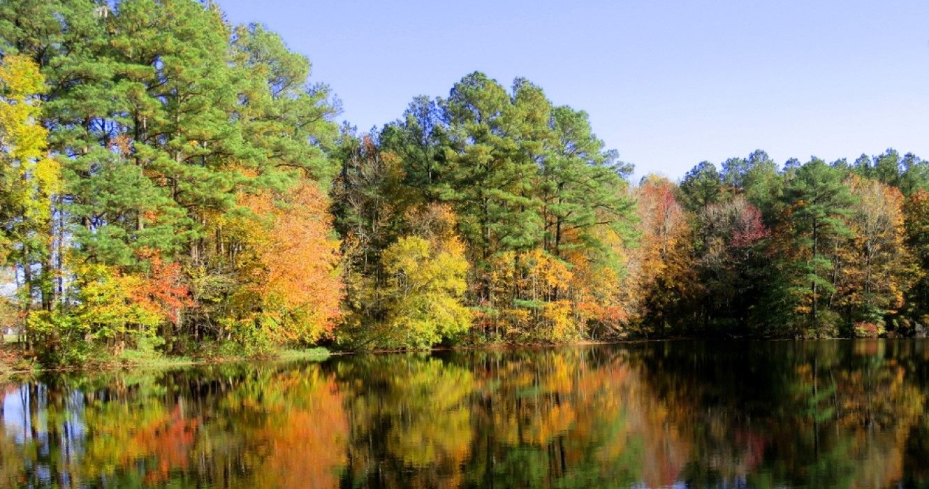 Trap Pond State Park in Delware