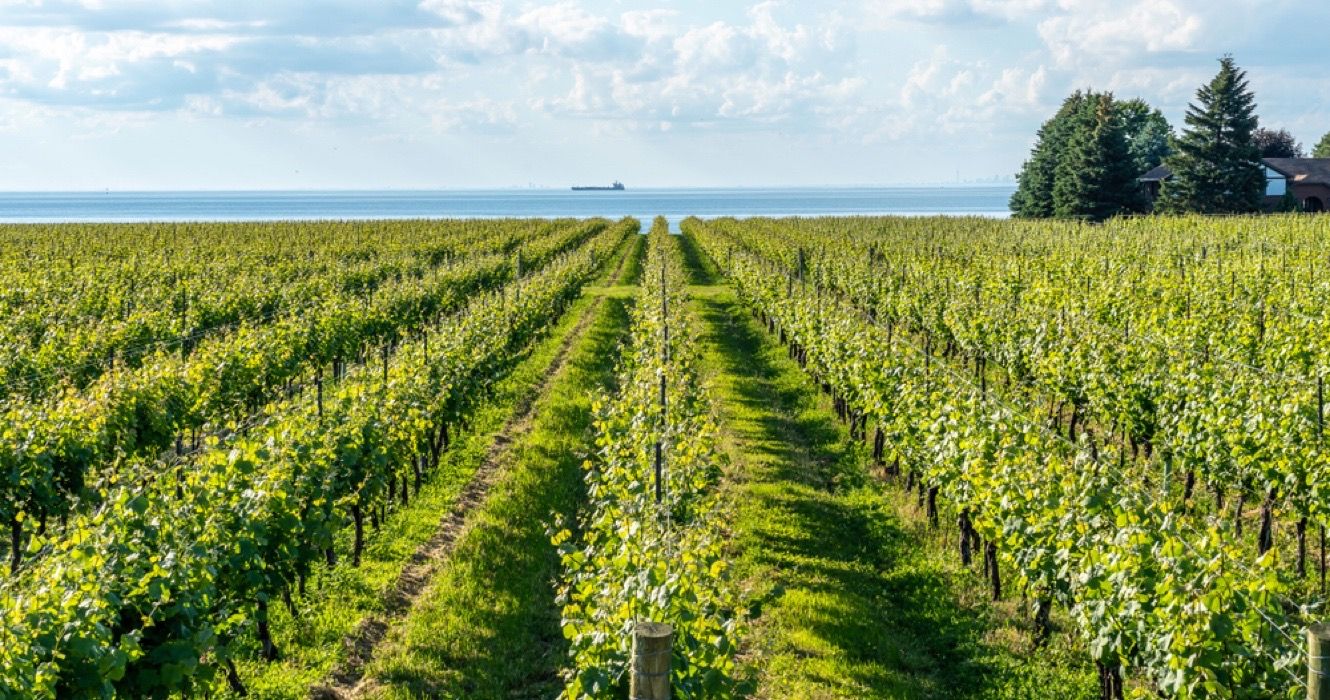 Vineyard in Niagara-on-the-lake, Ontario, Canada
