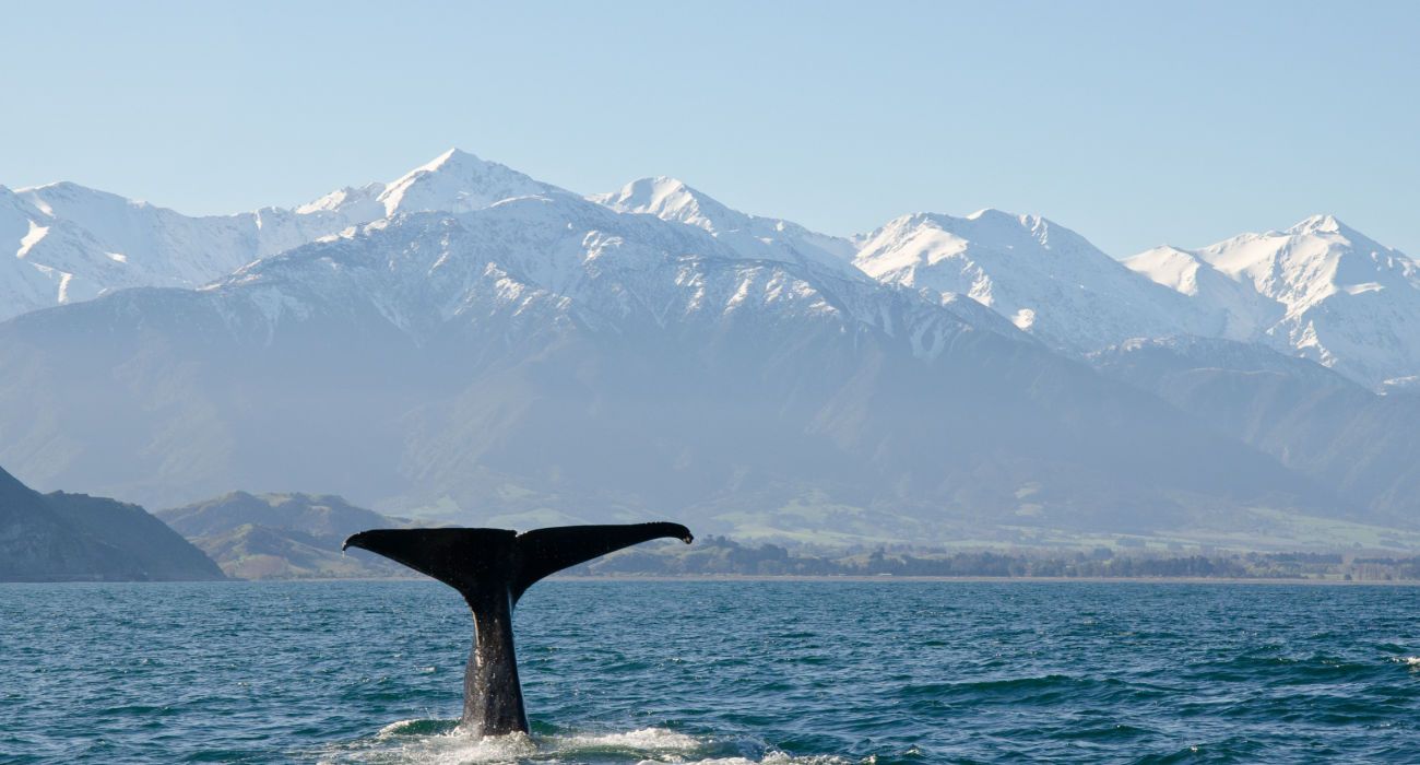 Whale diving in Kaikoura, New Zealand