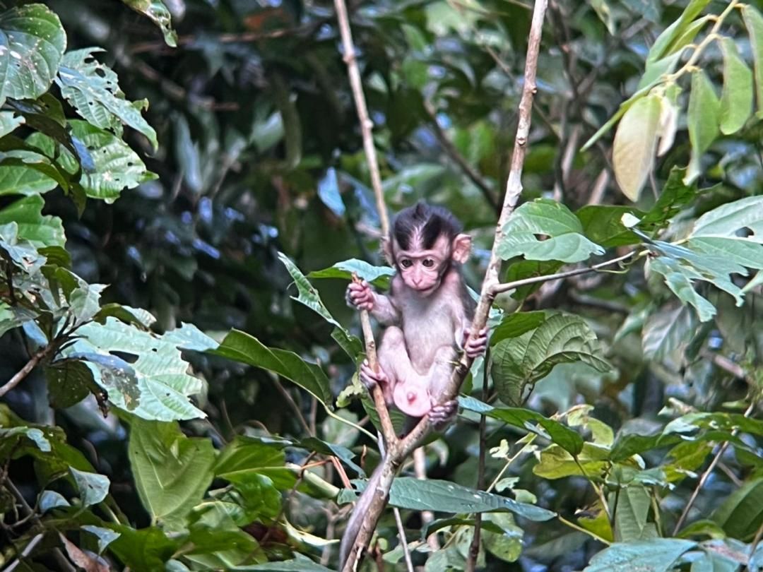 Baby Monkey in Borneo